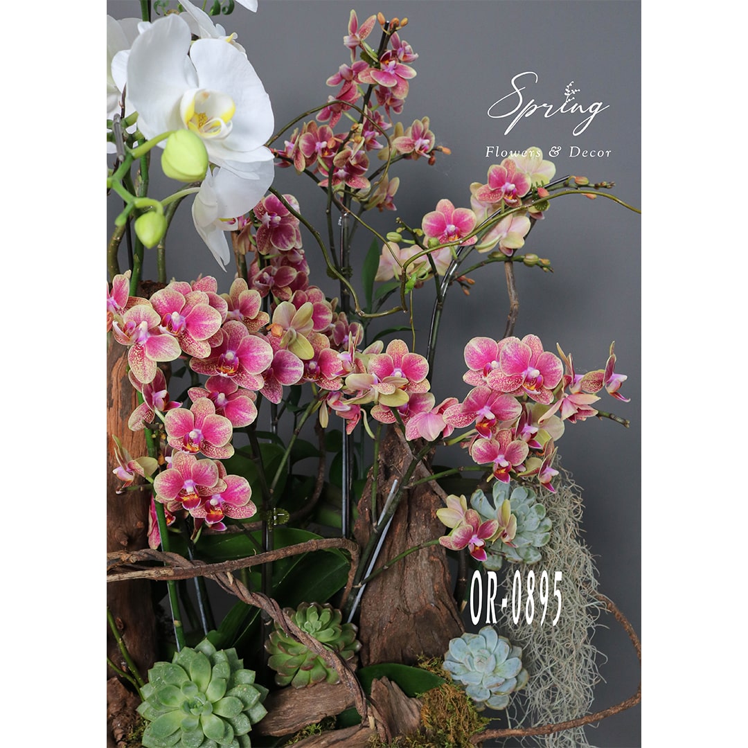 Moth Orchid OR-0895 - Image 4