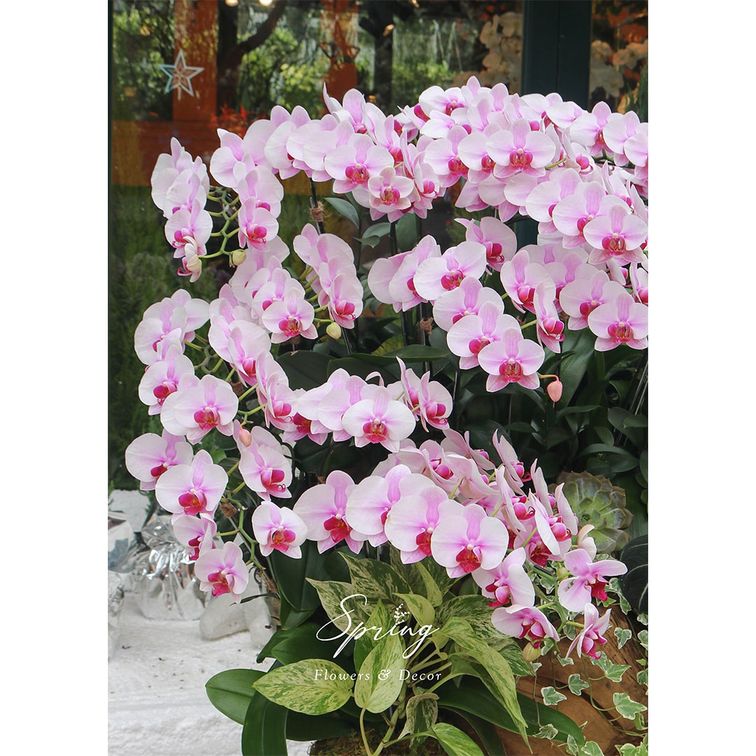 Moth Orchid OR-0896 - Image 2