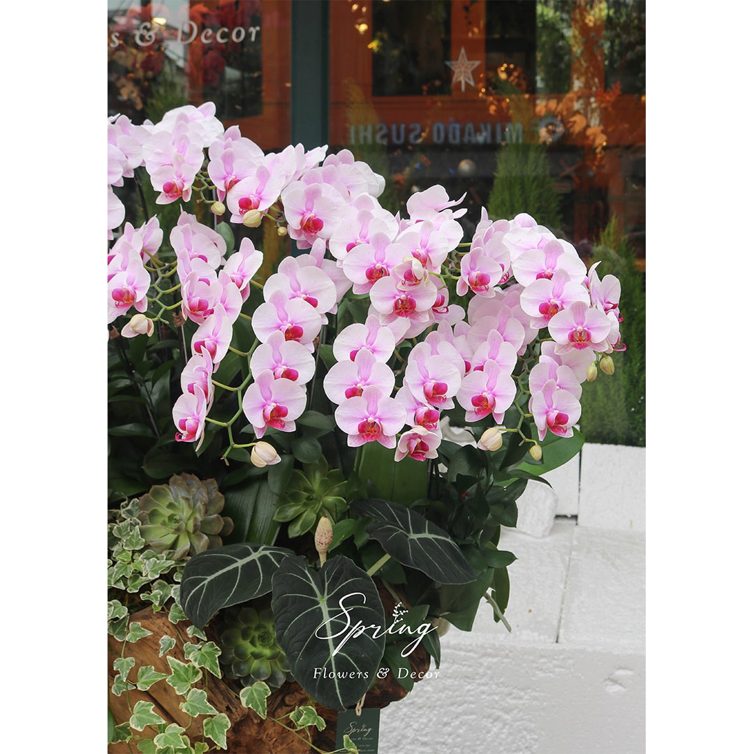 Moth Orchid OR-0896 - Image 3