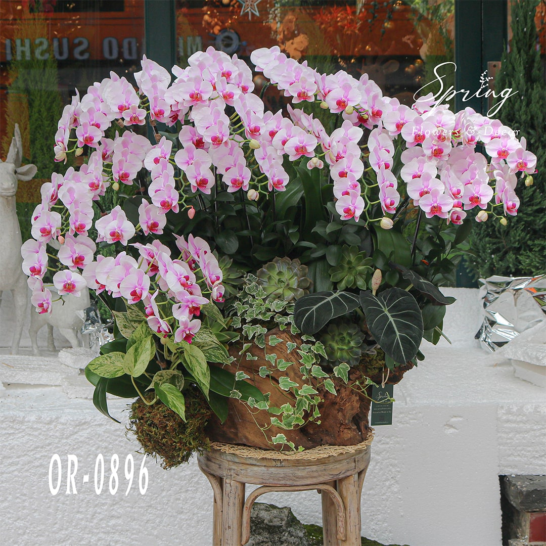 Moth Orchid OR-0896 - Image 4