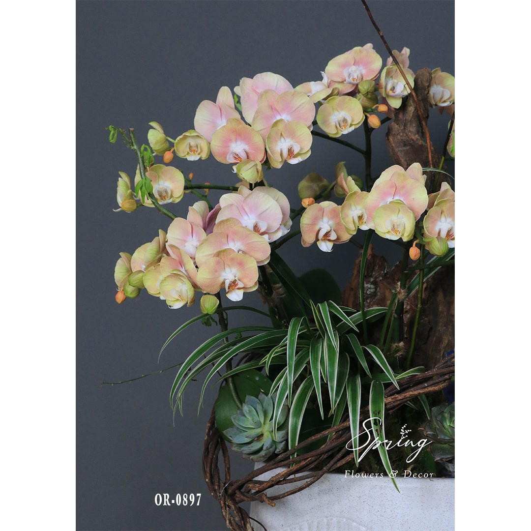 Moth Orchid OR-0898 - Image 2