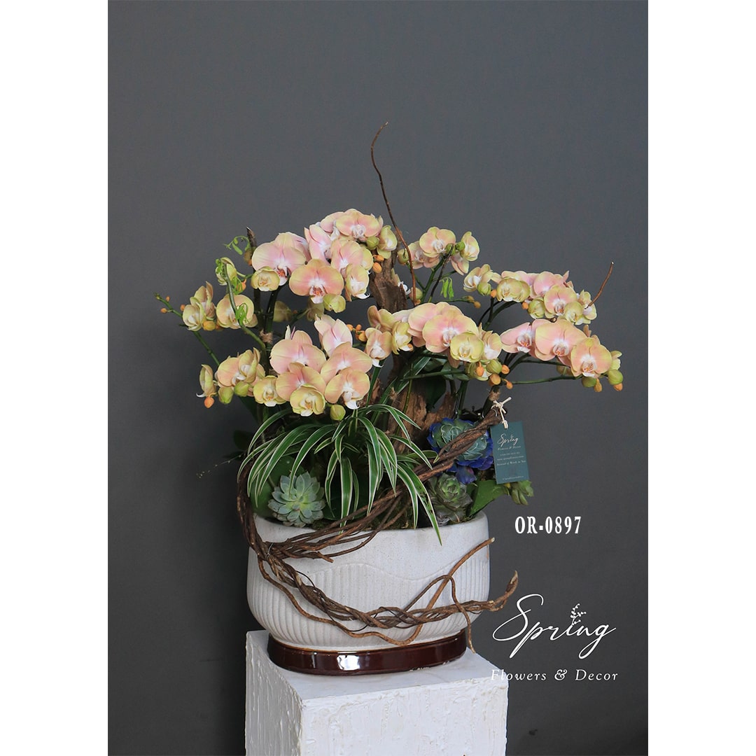 Moth Orchid OR-0898 - Image 4