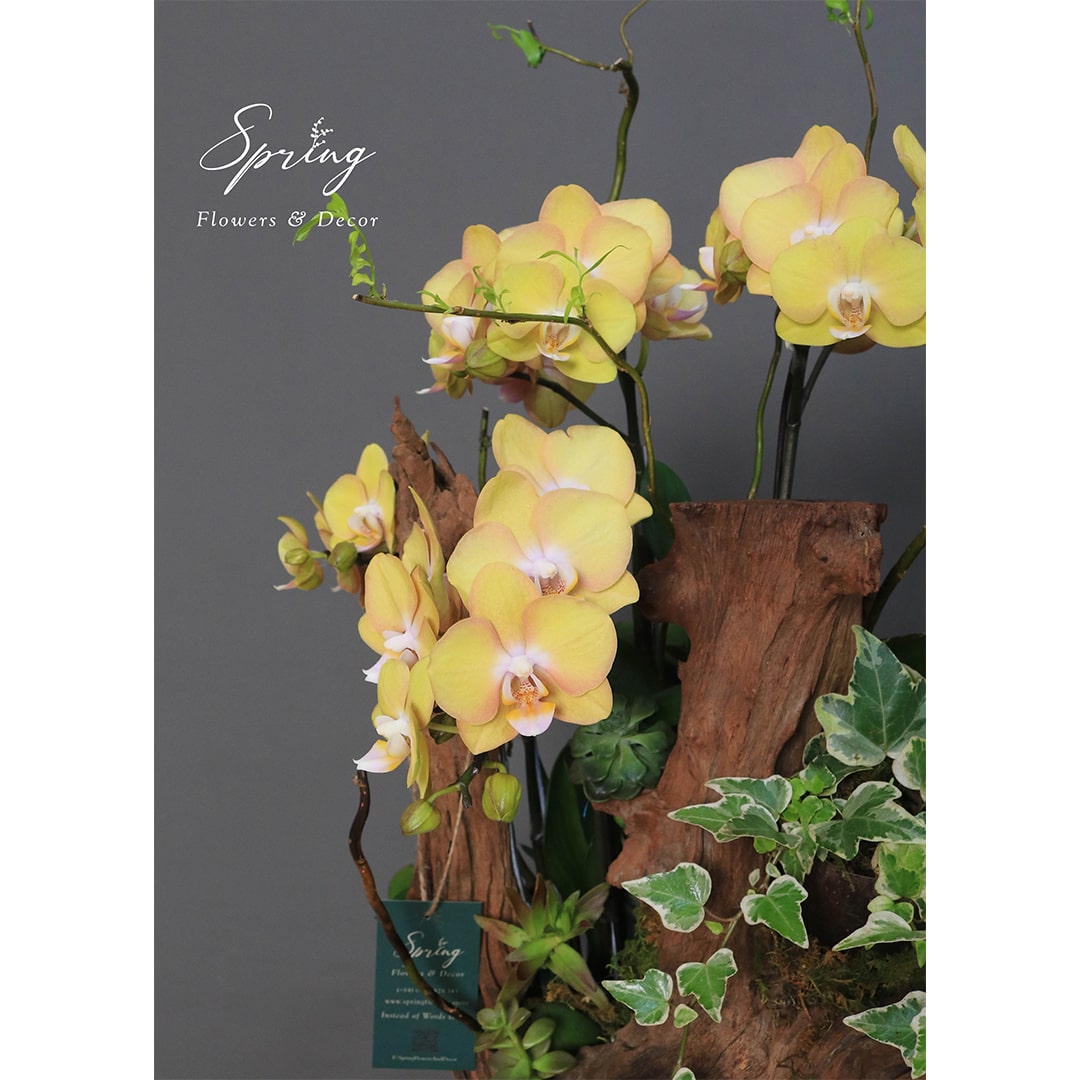 Moth Orchid OR-0899 - Image 2
