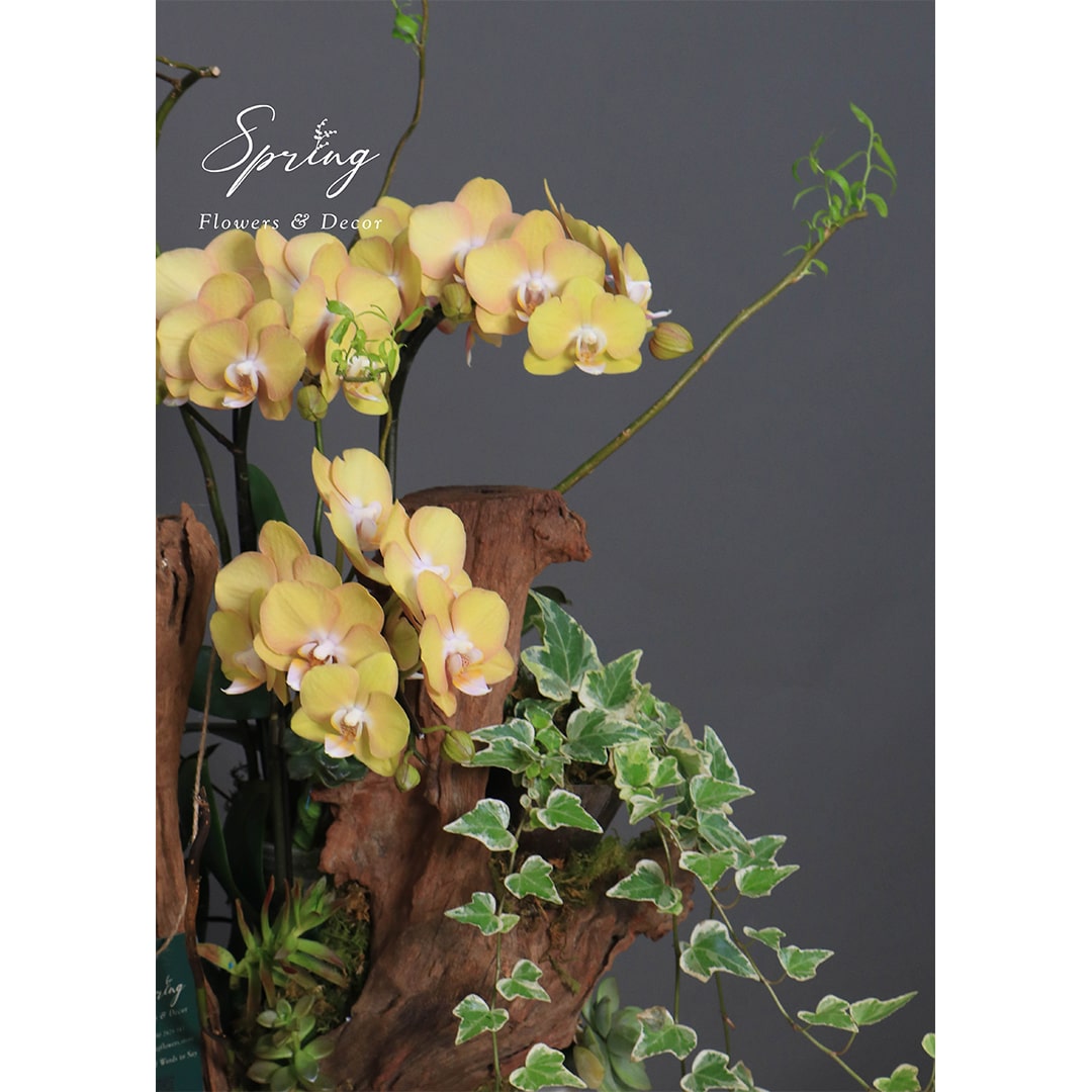 Moth Orchid OR-0899 - Image 3