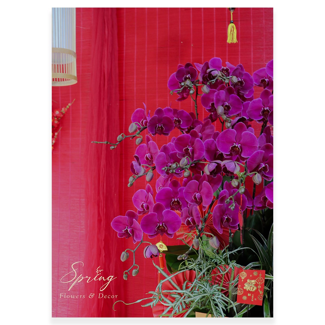 Orchid OR-0908 - Image 2