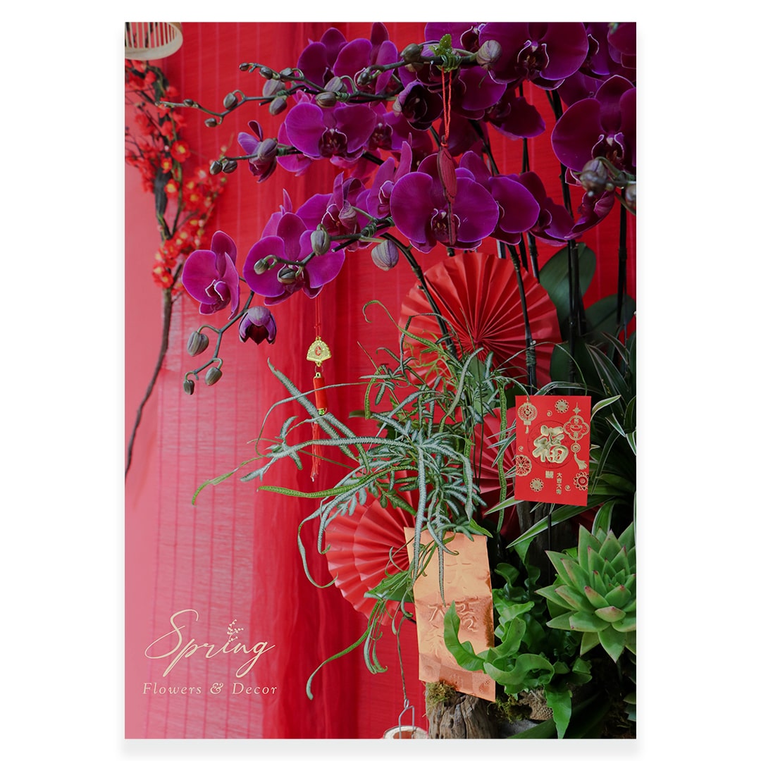 Orchid OR-0908 - Image 3