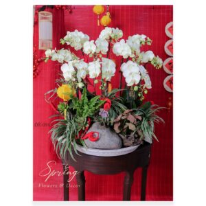 Lan Hồ Điệp Tết 2025