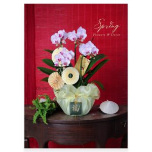 Lan Hồ Điệp Tết 2025 OR-0917