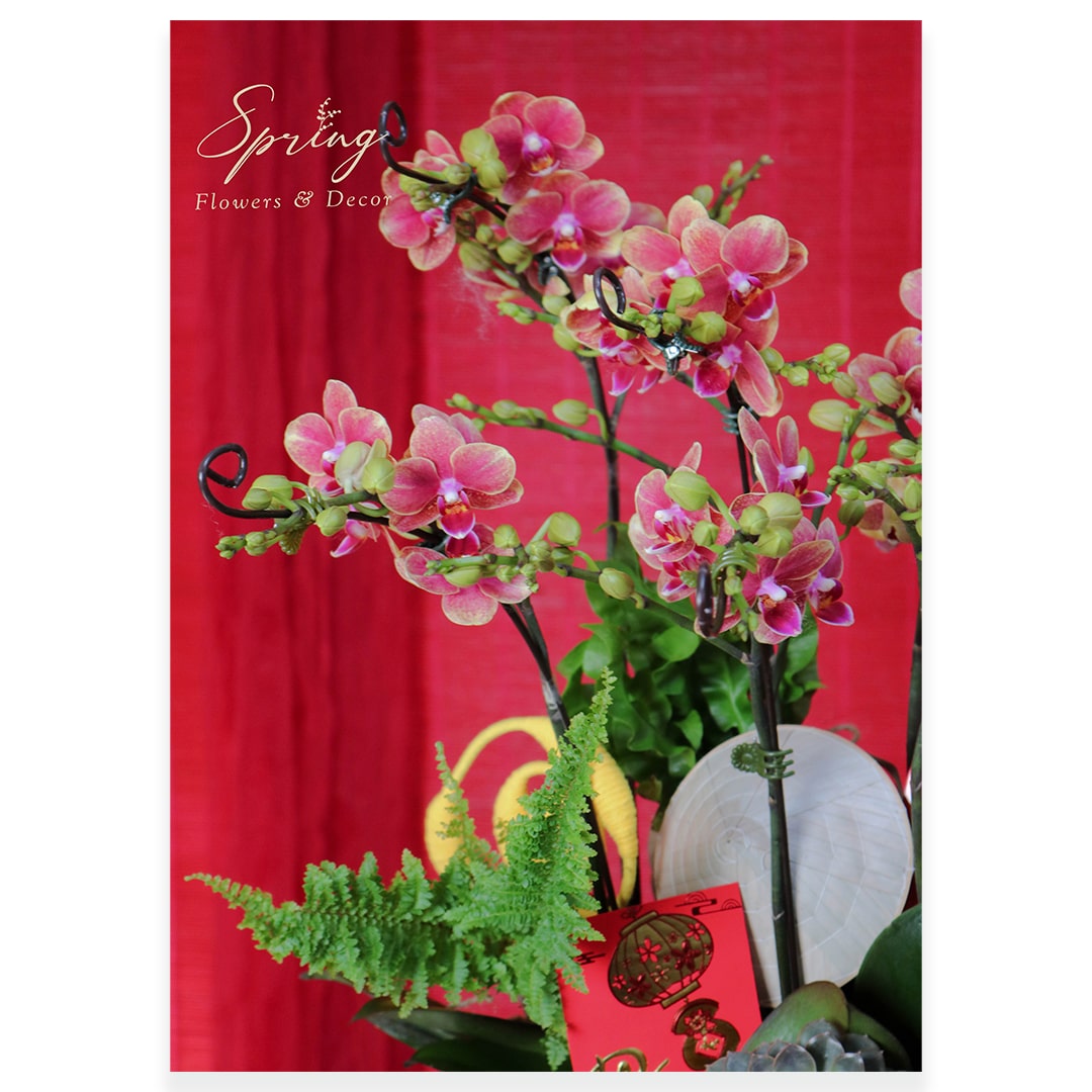 Orchid OR-0919 - Image 2