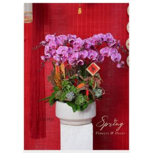 Lan Hồ Điệp Tết 2025 OR-0920