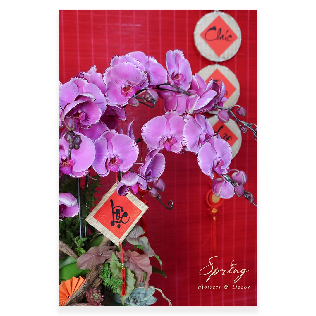 Orchid OR-0920 - Image 3