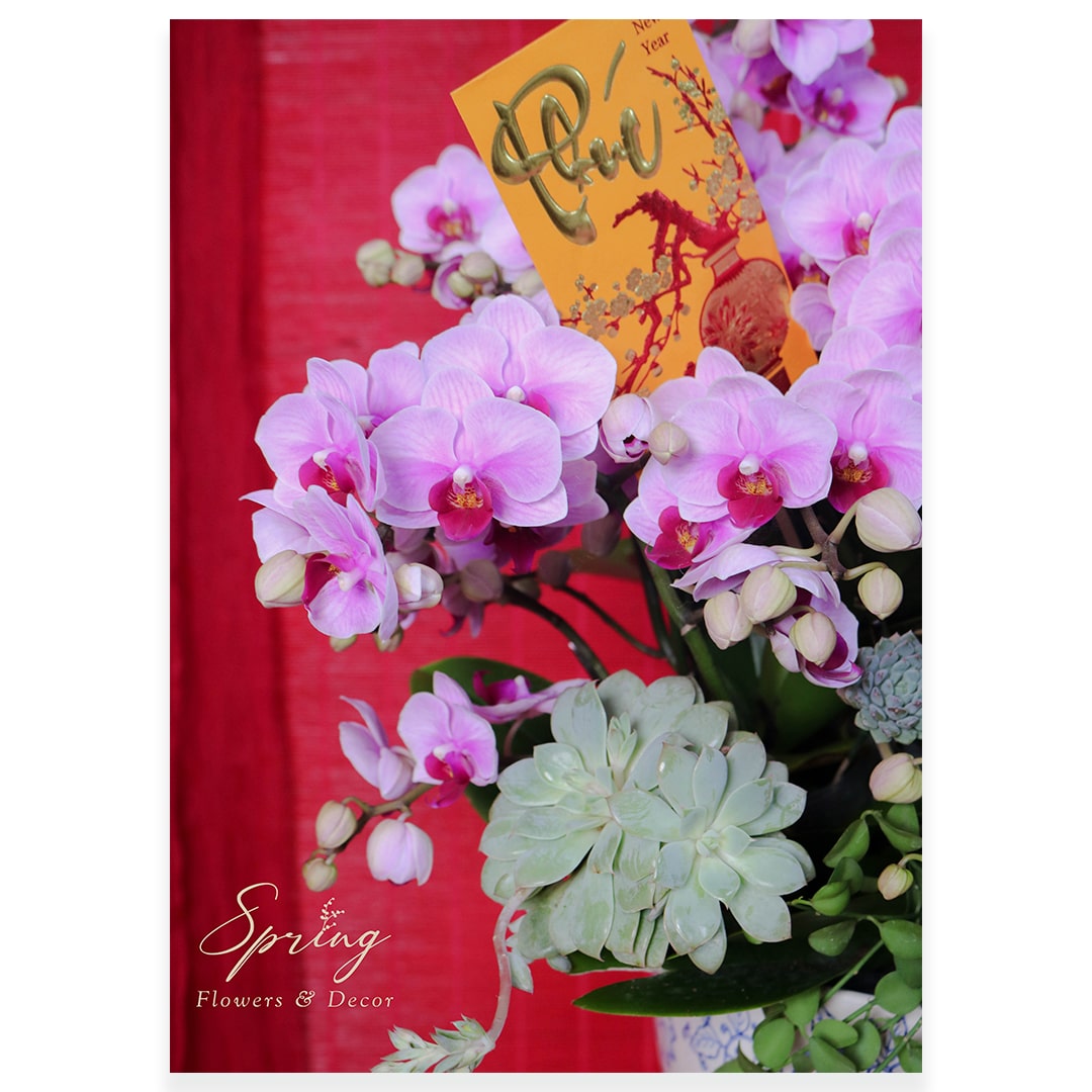 Orchid OR-0921 - Image 2