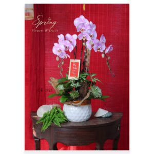 Lan Hồ Điệp Tết 2025 OR-0923