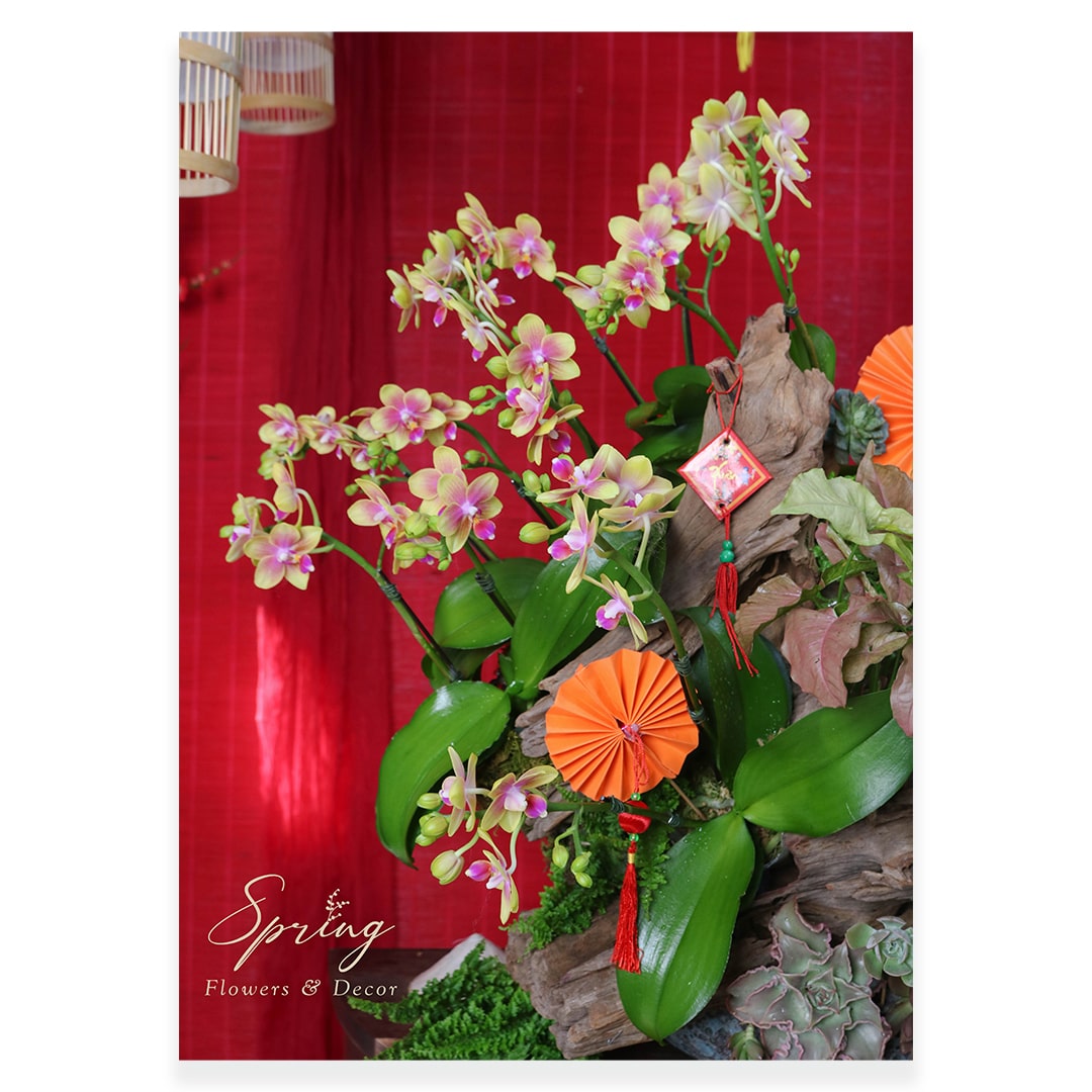 Orchid OR-0928 - Image 2