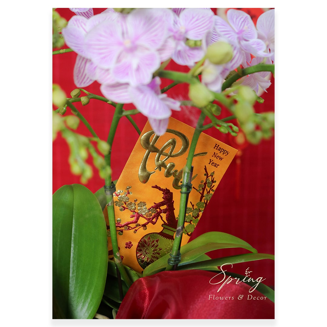 Orchid OR-0929 - Image 3