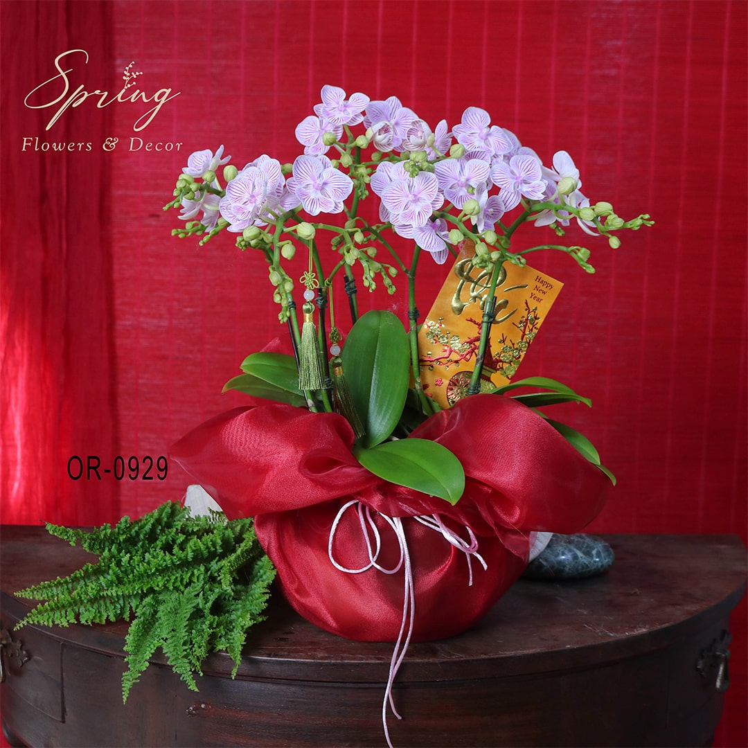 Orchid OR-0929 - Image 4