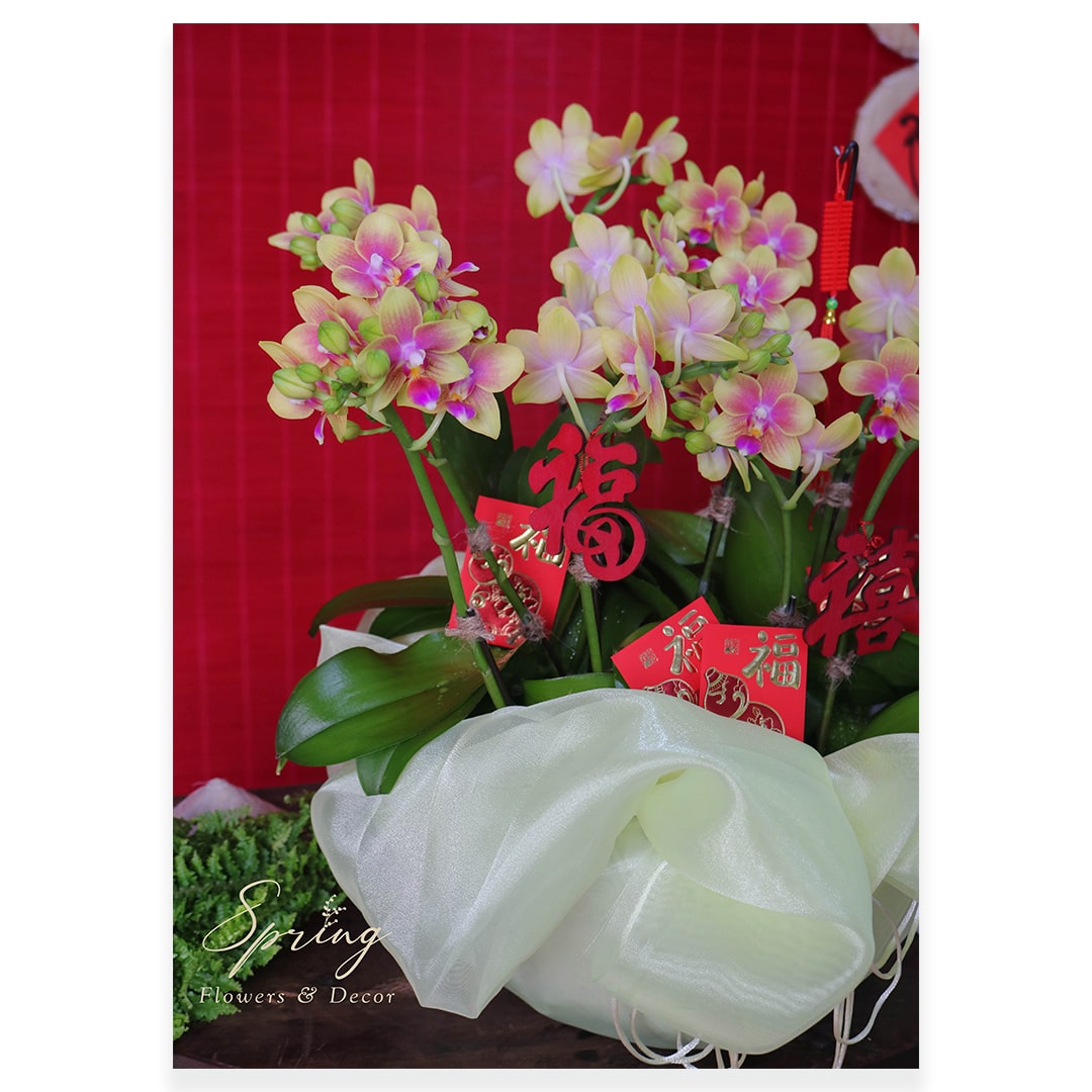 Orchid OR-0930 - Image 3