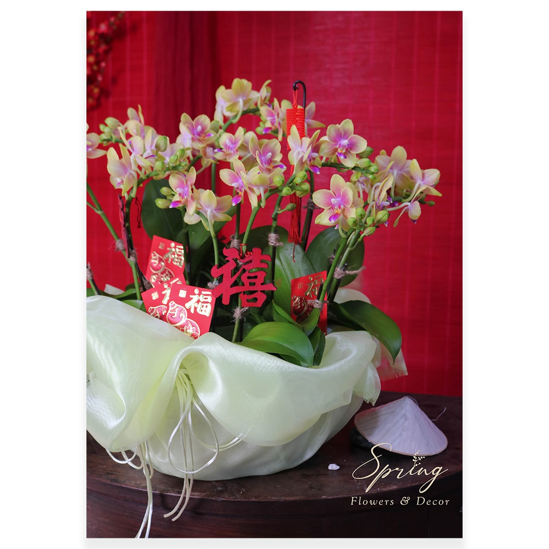 Orchid OR-0930 - Image 2