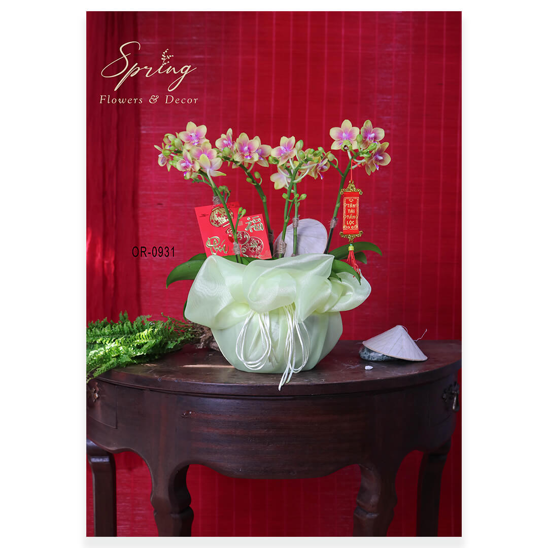 Lan Hồ Điệp Tết 2025 OR-0931