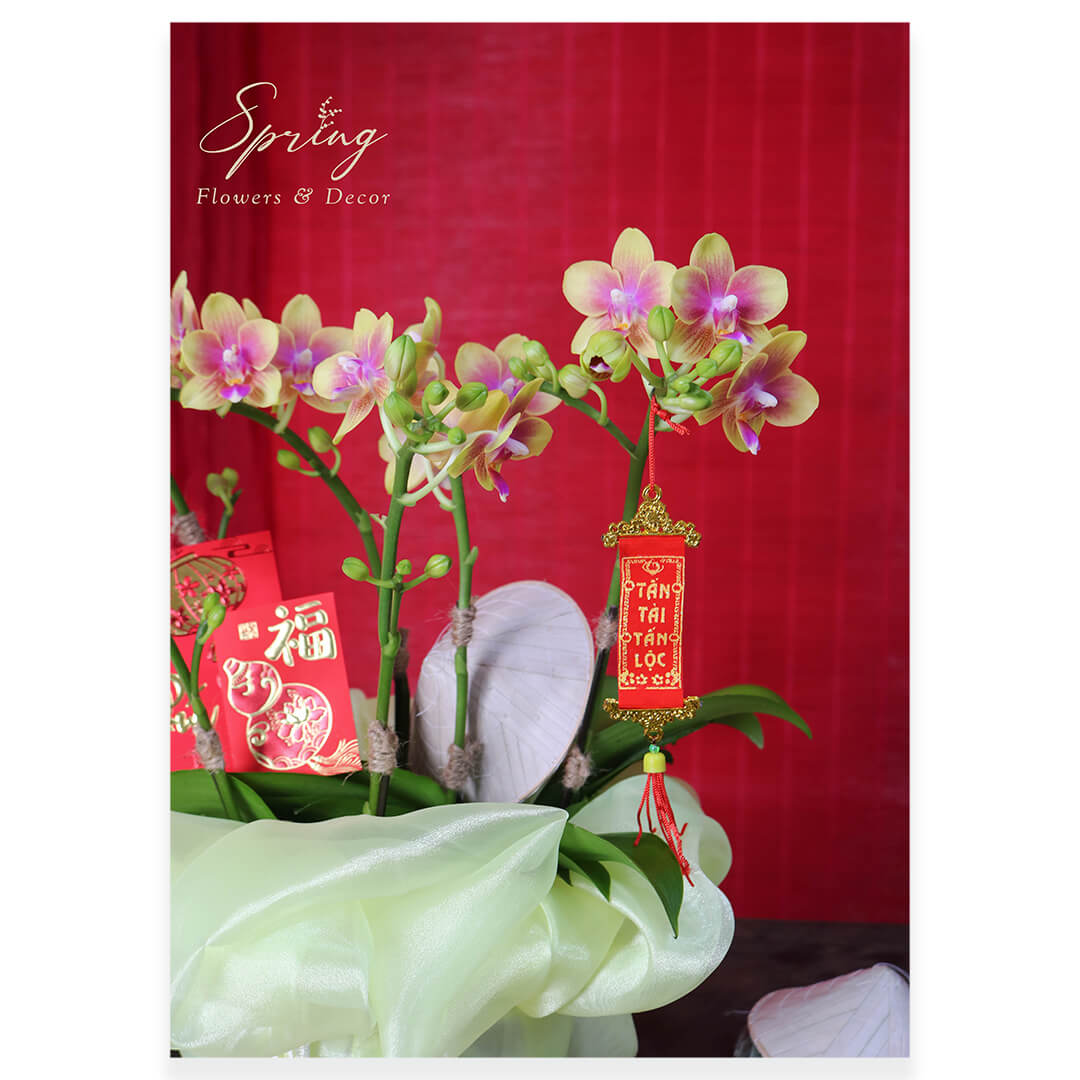 Orchid OR-0931 - Image 2