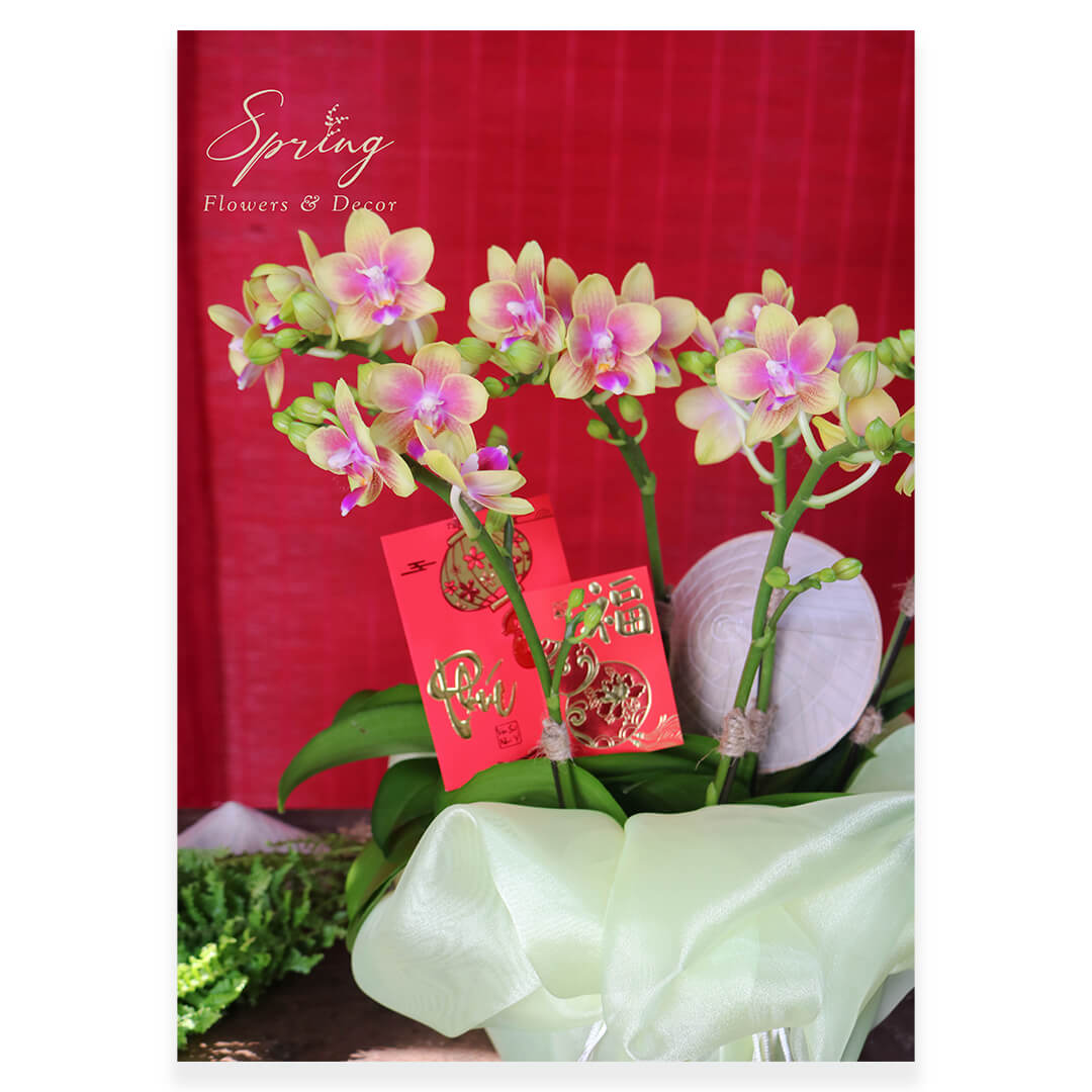 Orchid OR-0931 - Image 3