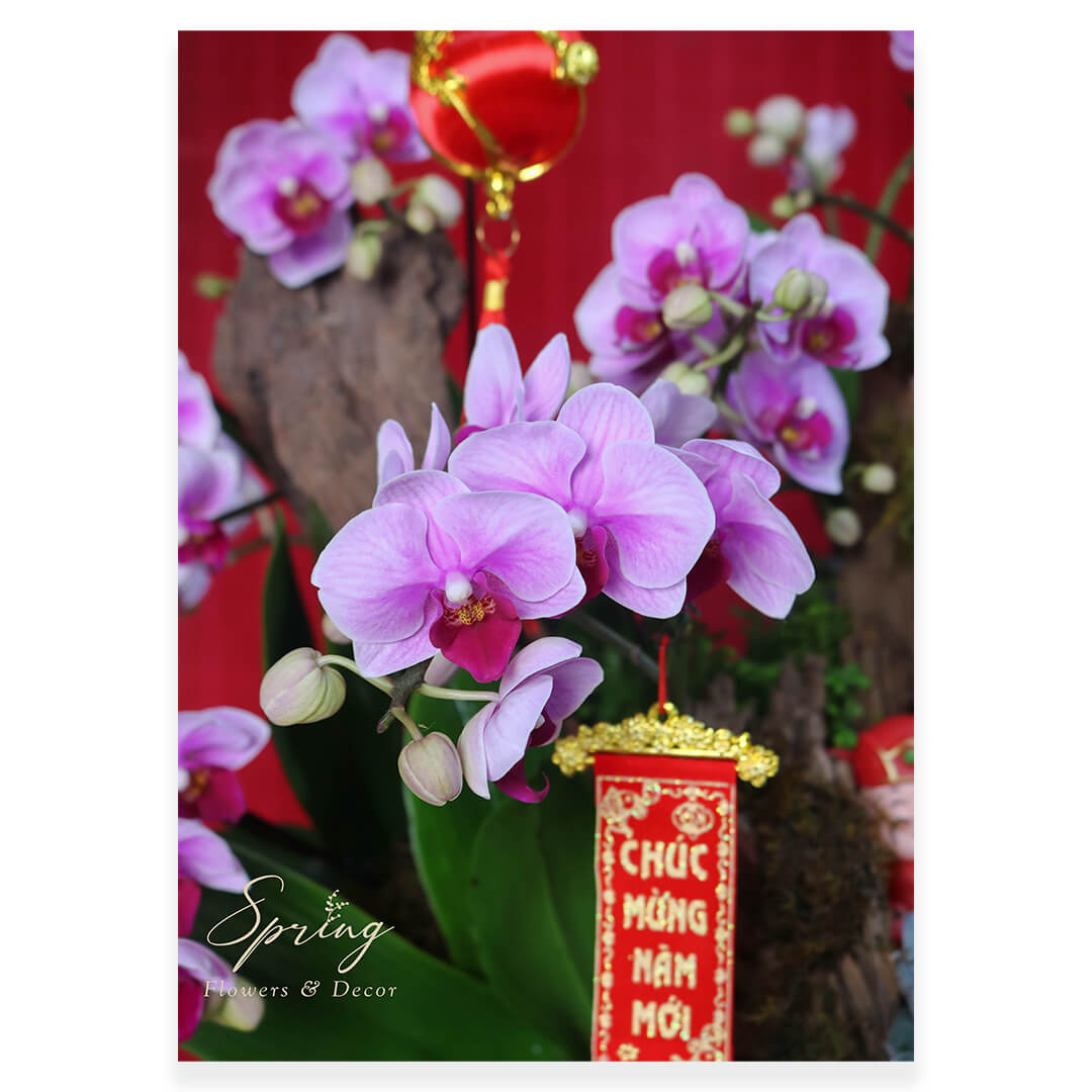 Orchid OR-0932 - Image 3