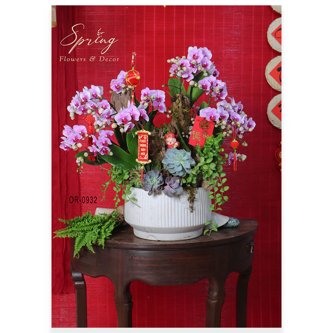 Lan Hồ Điệp Tết 2025 OR-0932