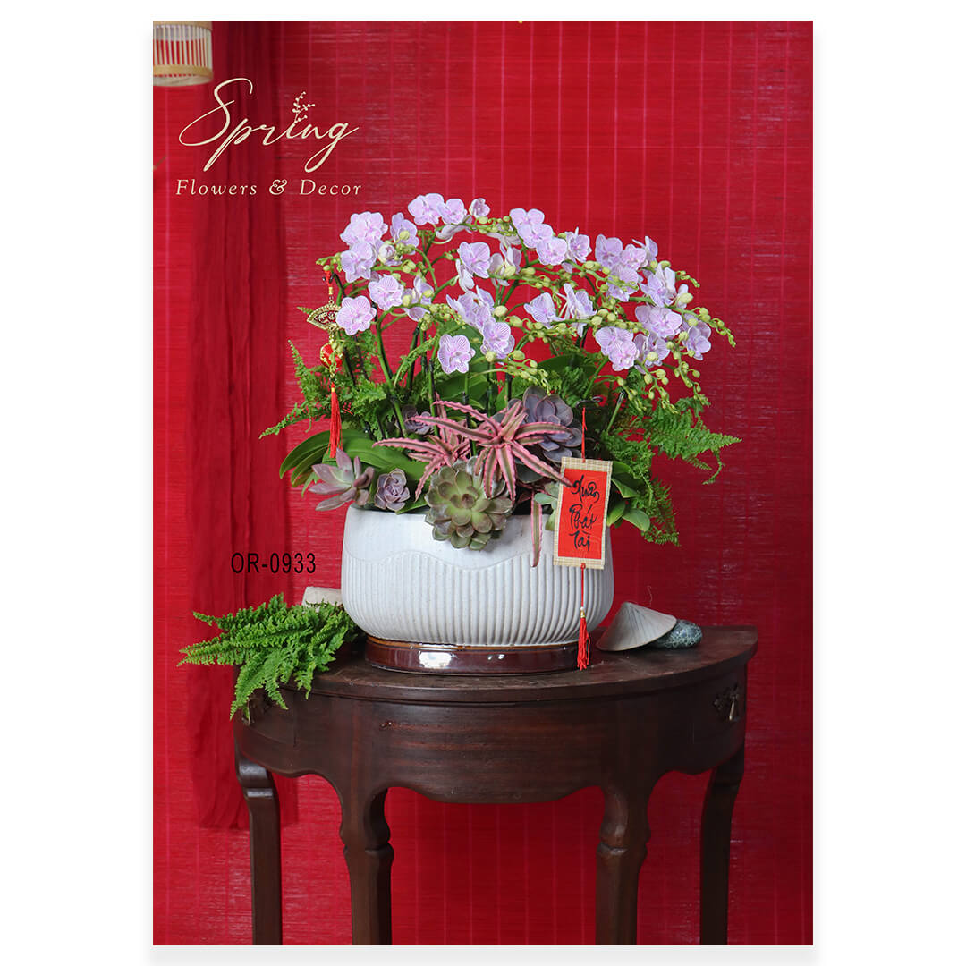Lan Hồ Điệp Tết 2025 OR-0933
