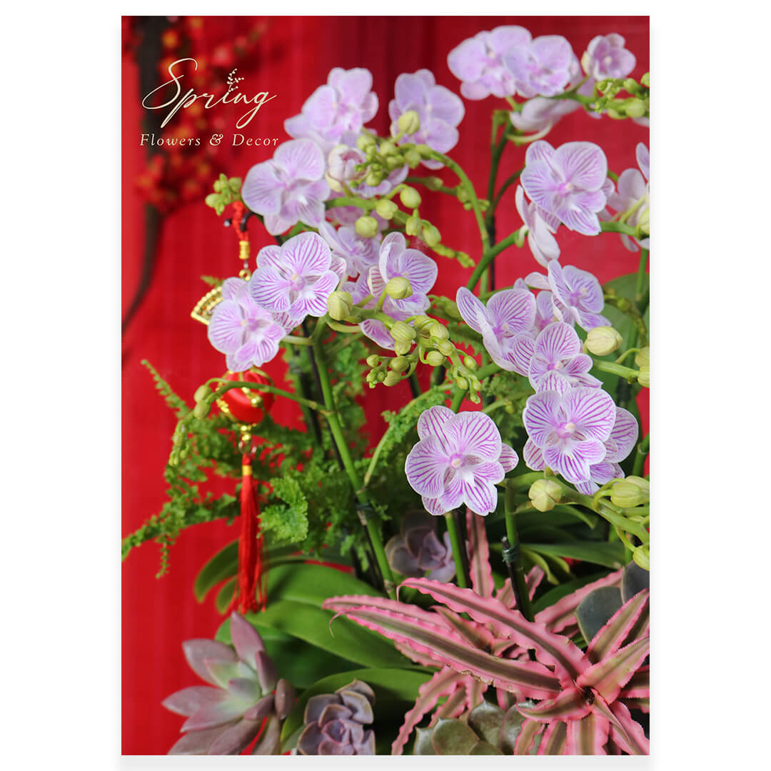 Orchid OR-0933 - Image 3
