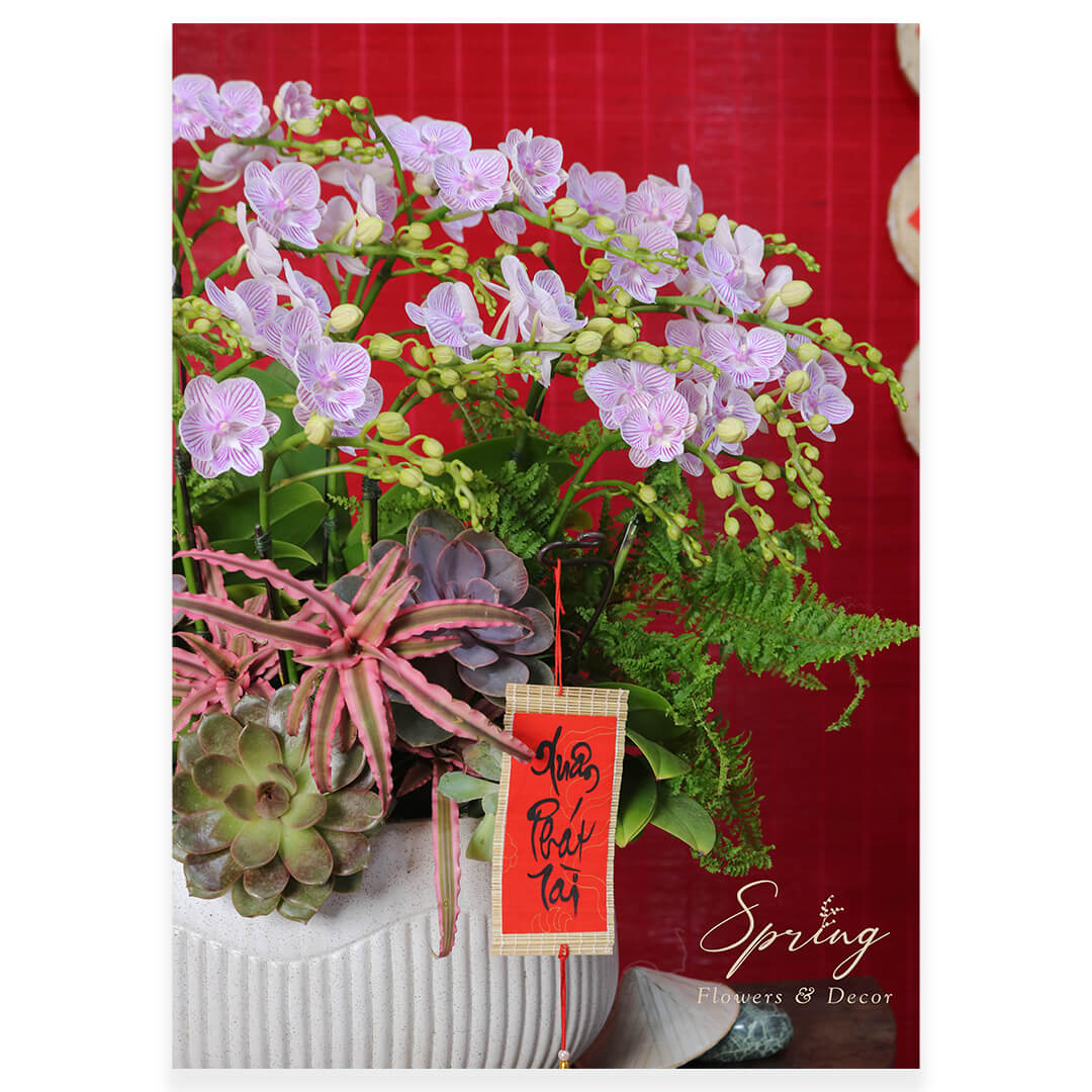 Orchid OR-0933 - Image 2