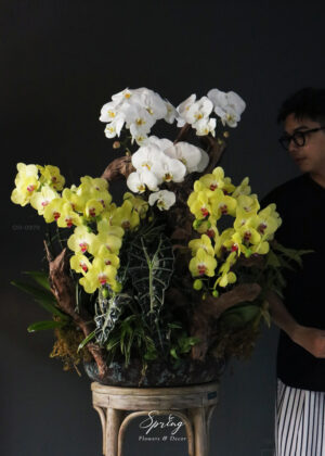 Moth Orchid OR-0979