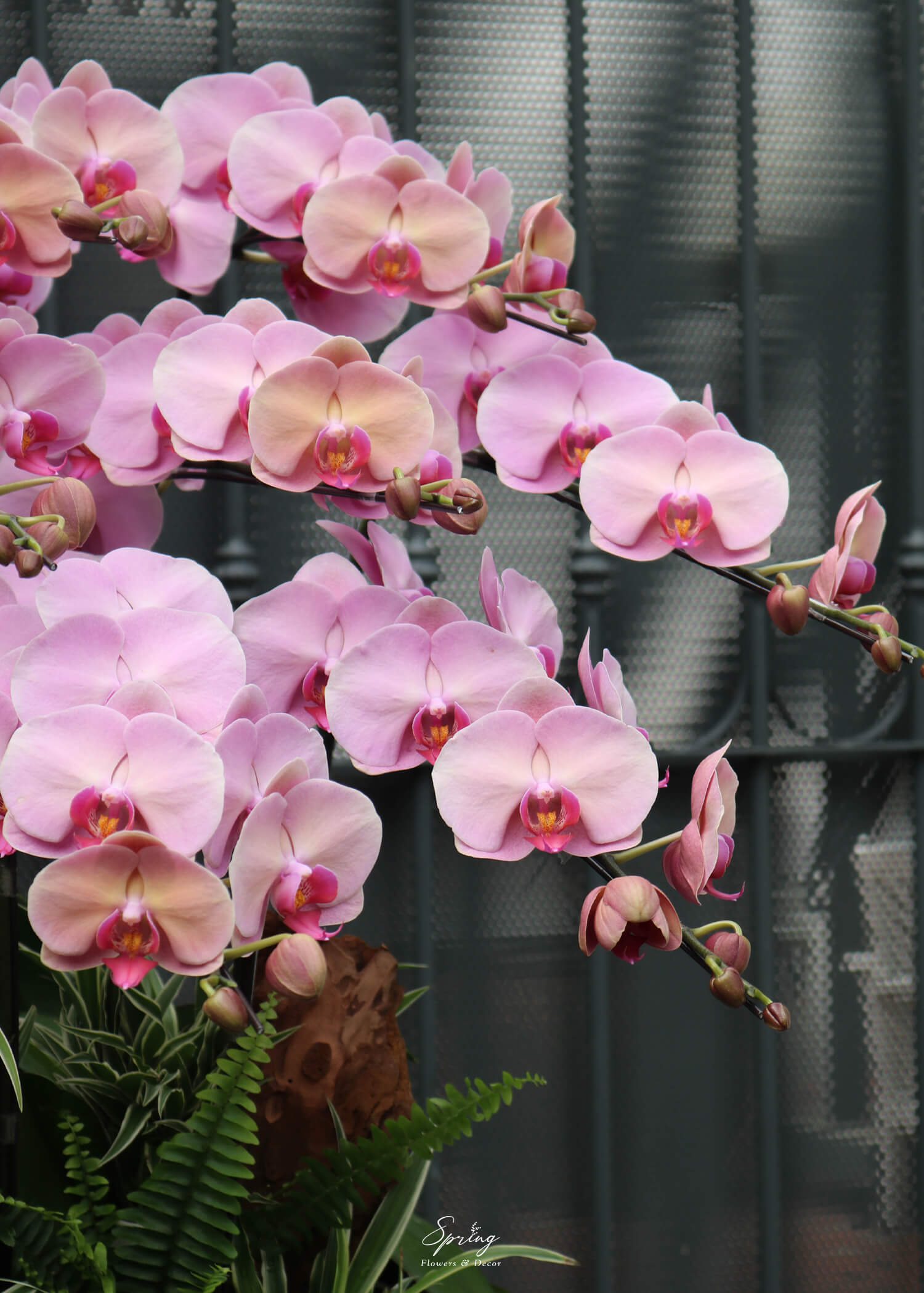 Hoa lan hồ điệp OR-0986 - Image 2