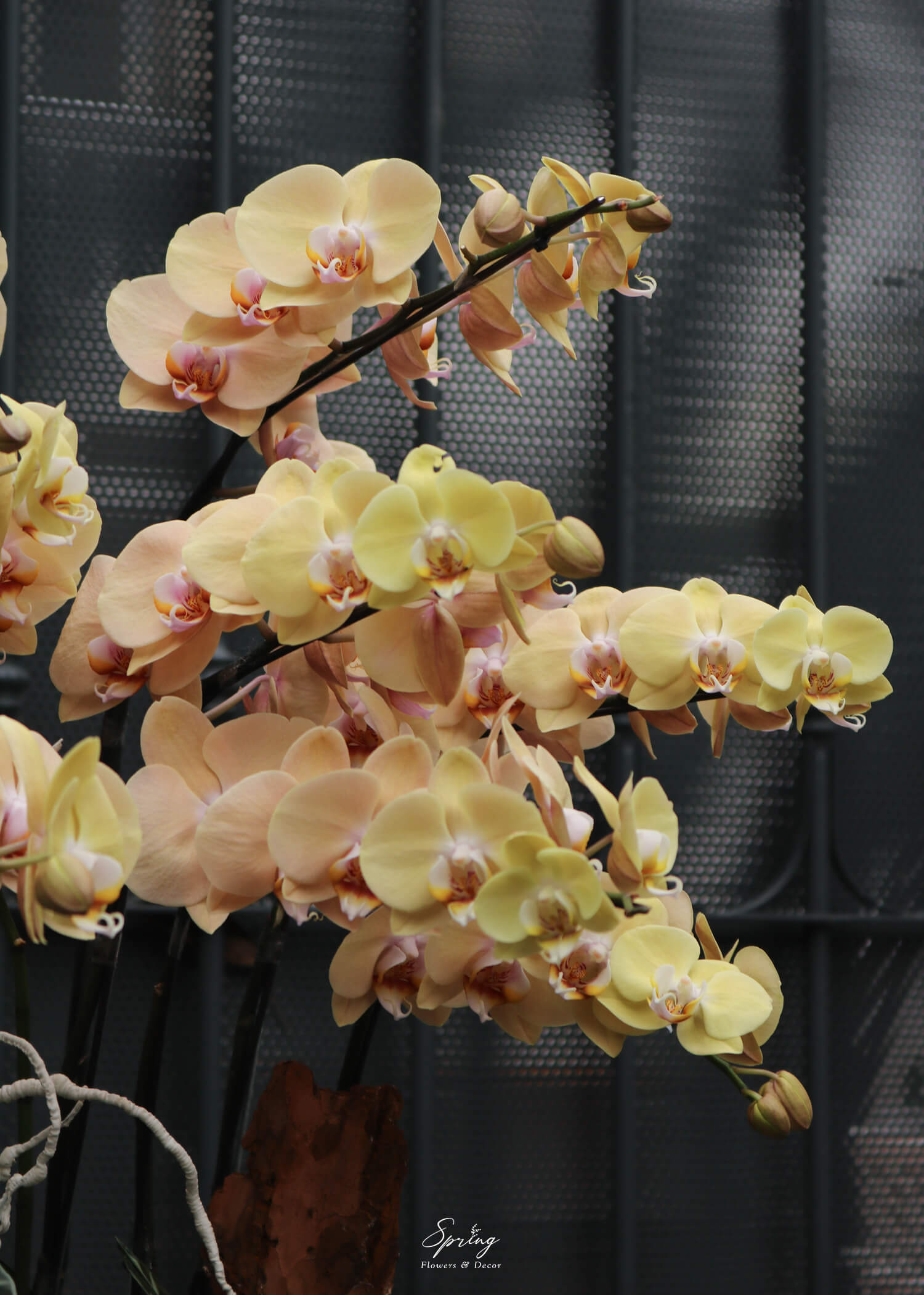 Phalaenopsis orchid OR-0987 - Image 2