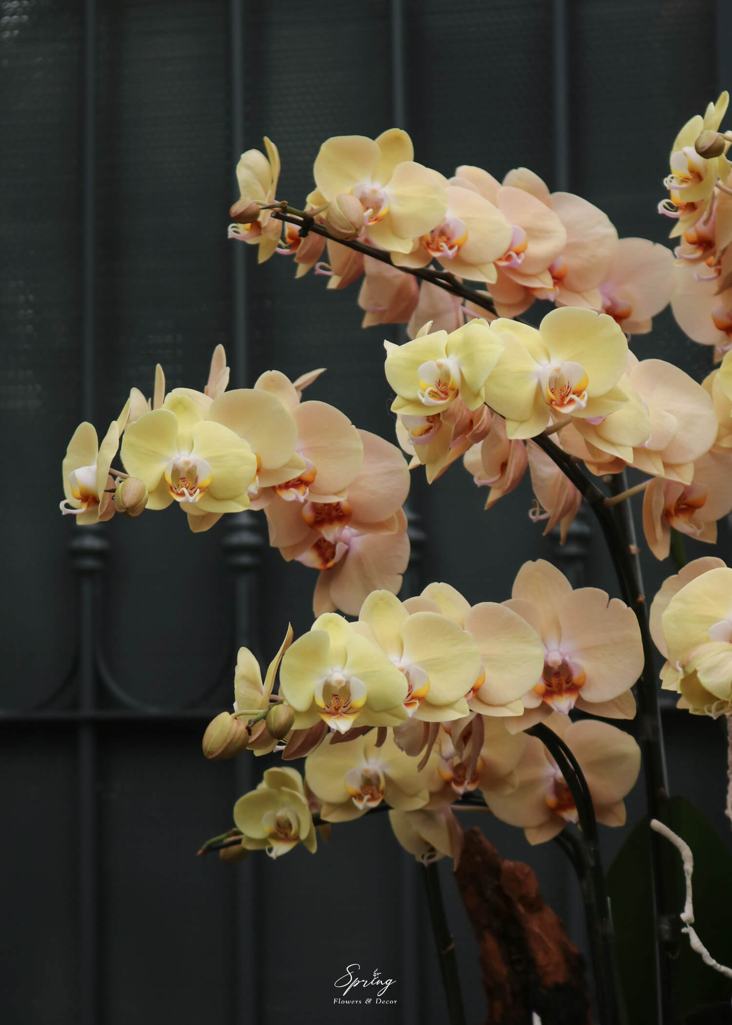 Phalaenopsis orchid OR-0987 - Image 3