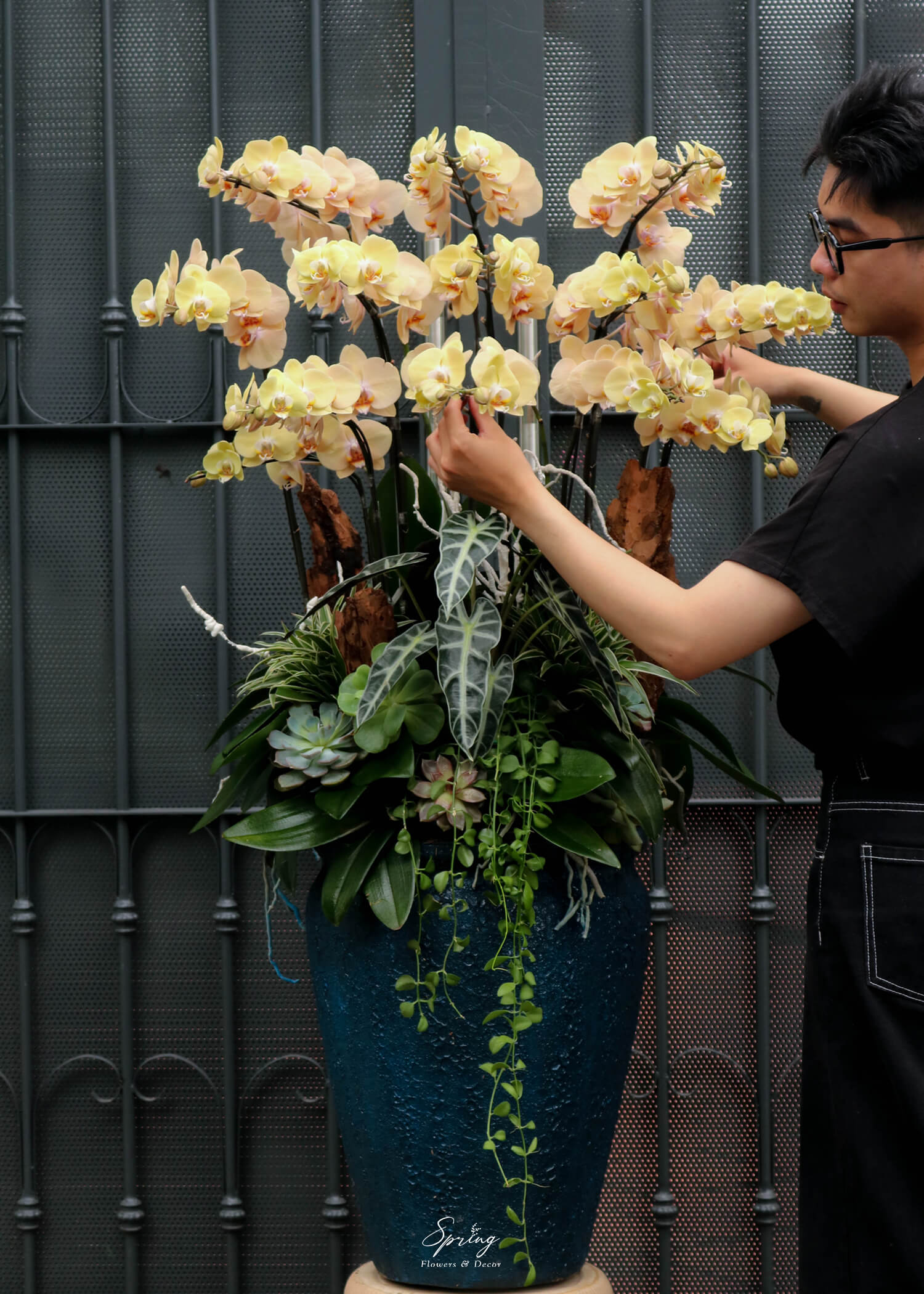 Phalaenopsis orchid OR-0987 - Image 5
