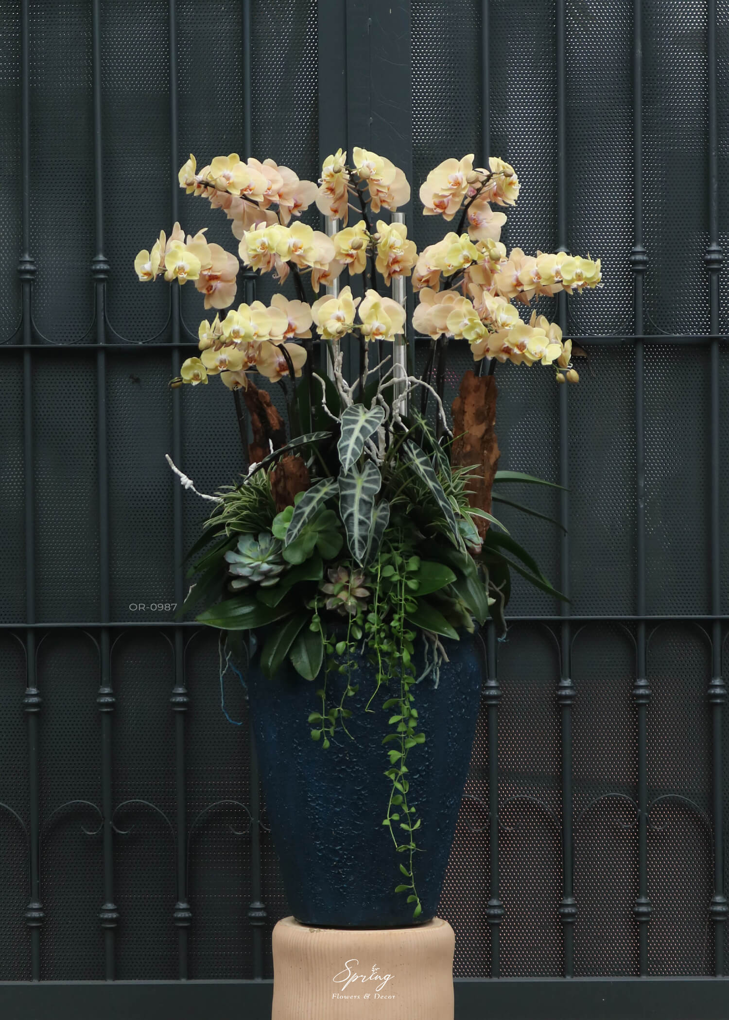 Phalaenopsis orchid OR-0987