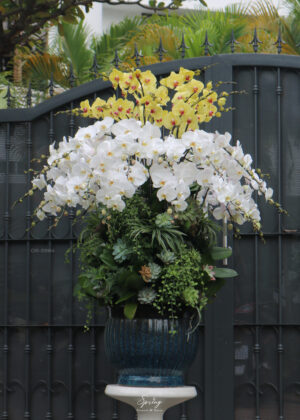 Phalaenopsis orchid OR-0984