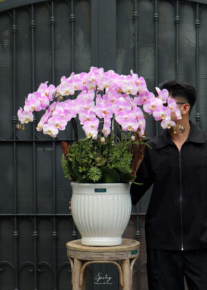 Phalaenopsis orchid OR-0985