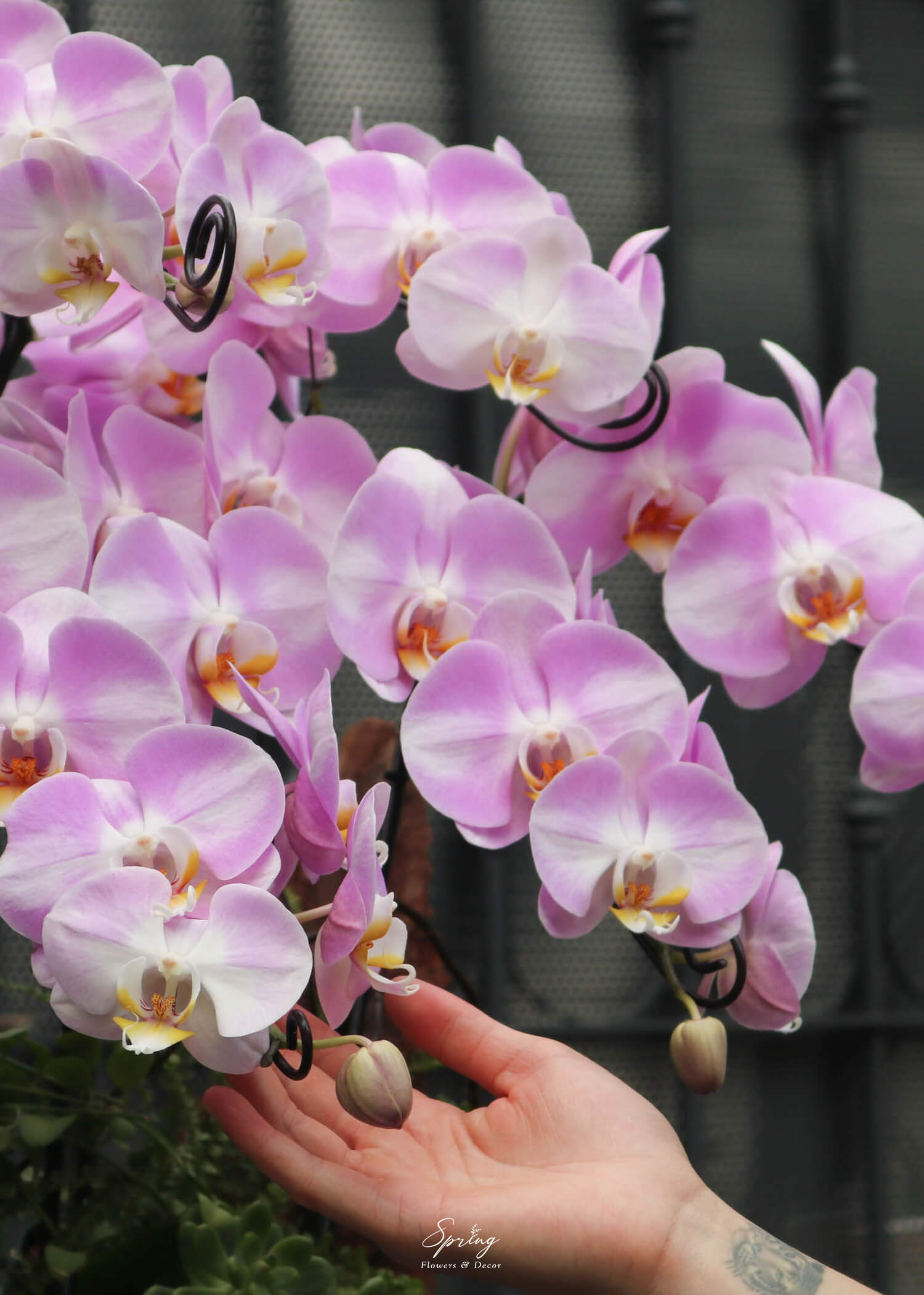 Hoa lan hồ điệp OR-0985 - Image 3