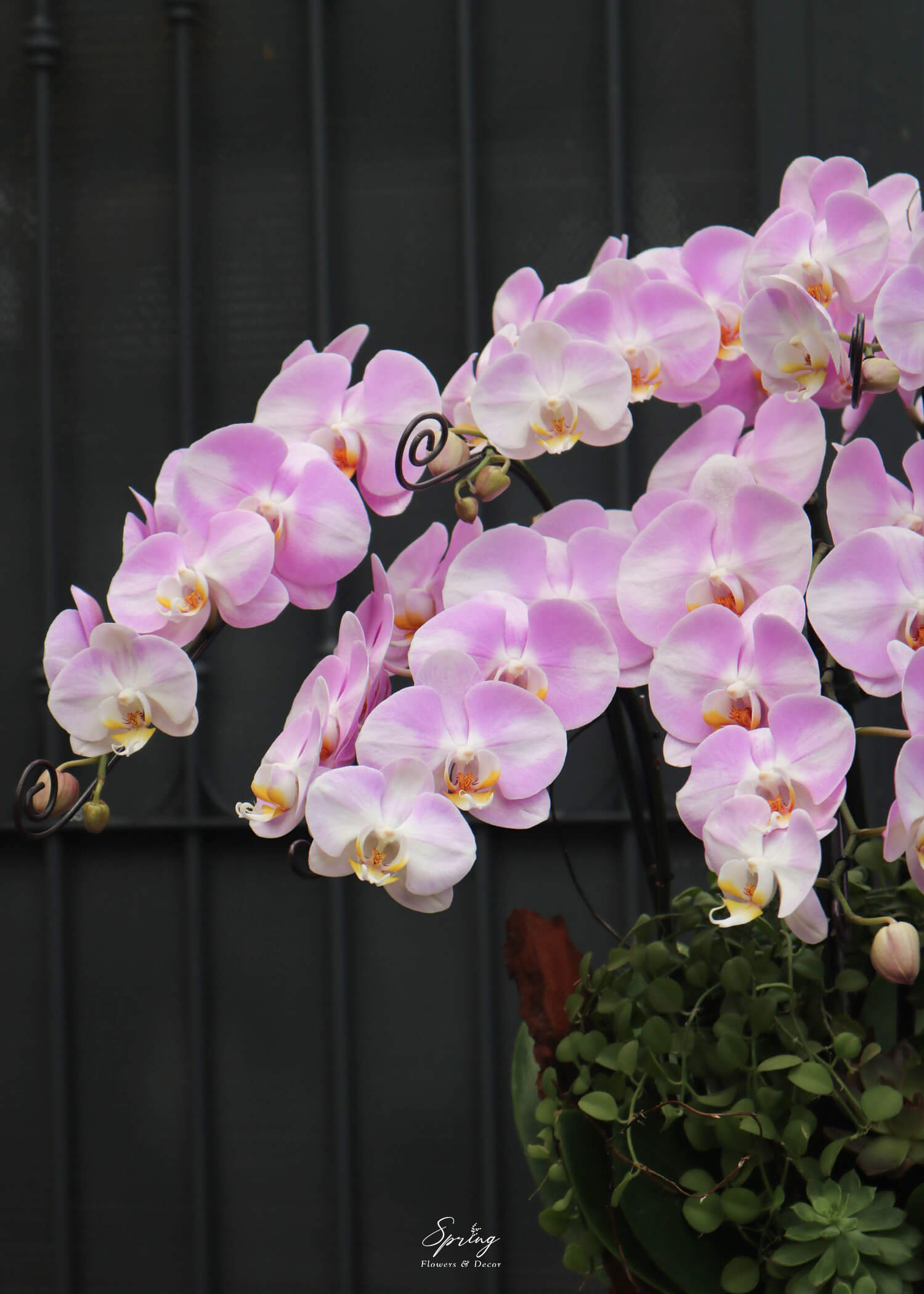 Hoa lan hồ điệp OR-0985 - Image 2