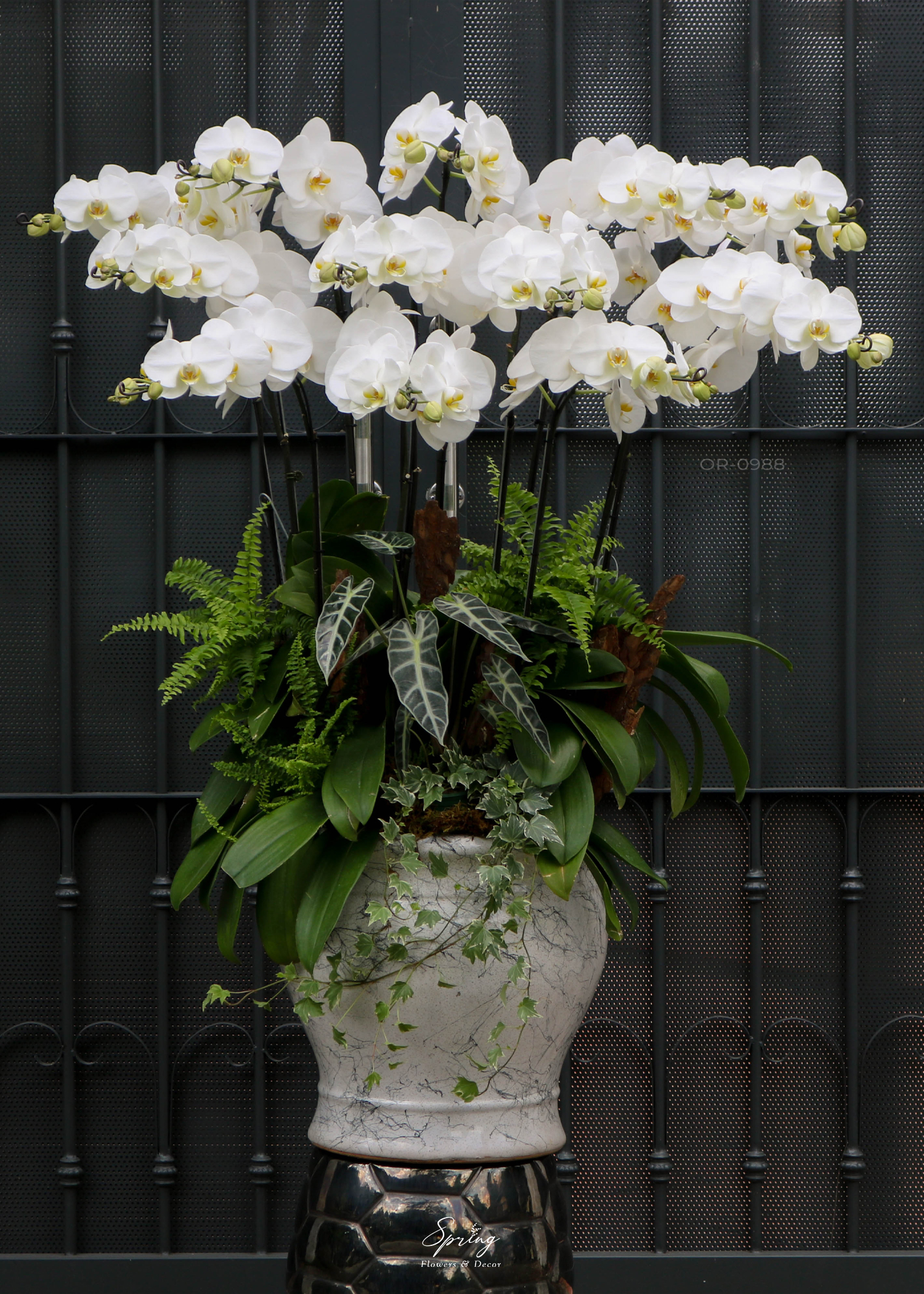 Phalaenopsis orchid OR-0988