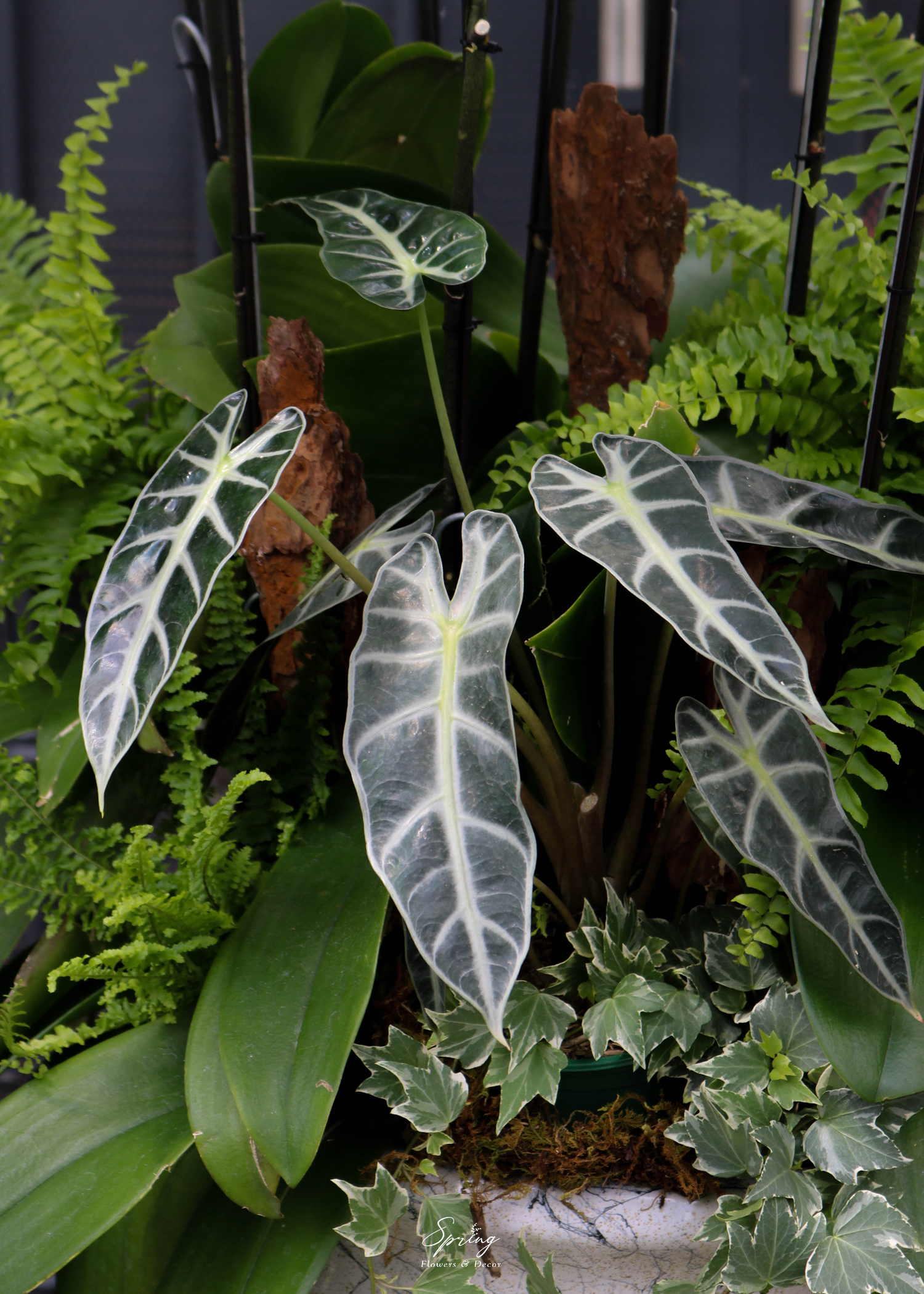 Phalaenopsis orchid OR-0988 - Image 3