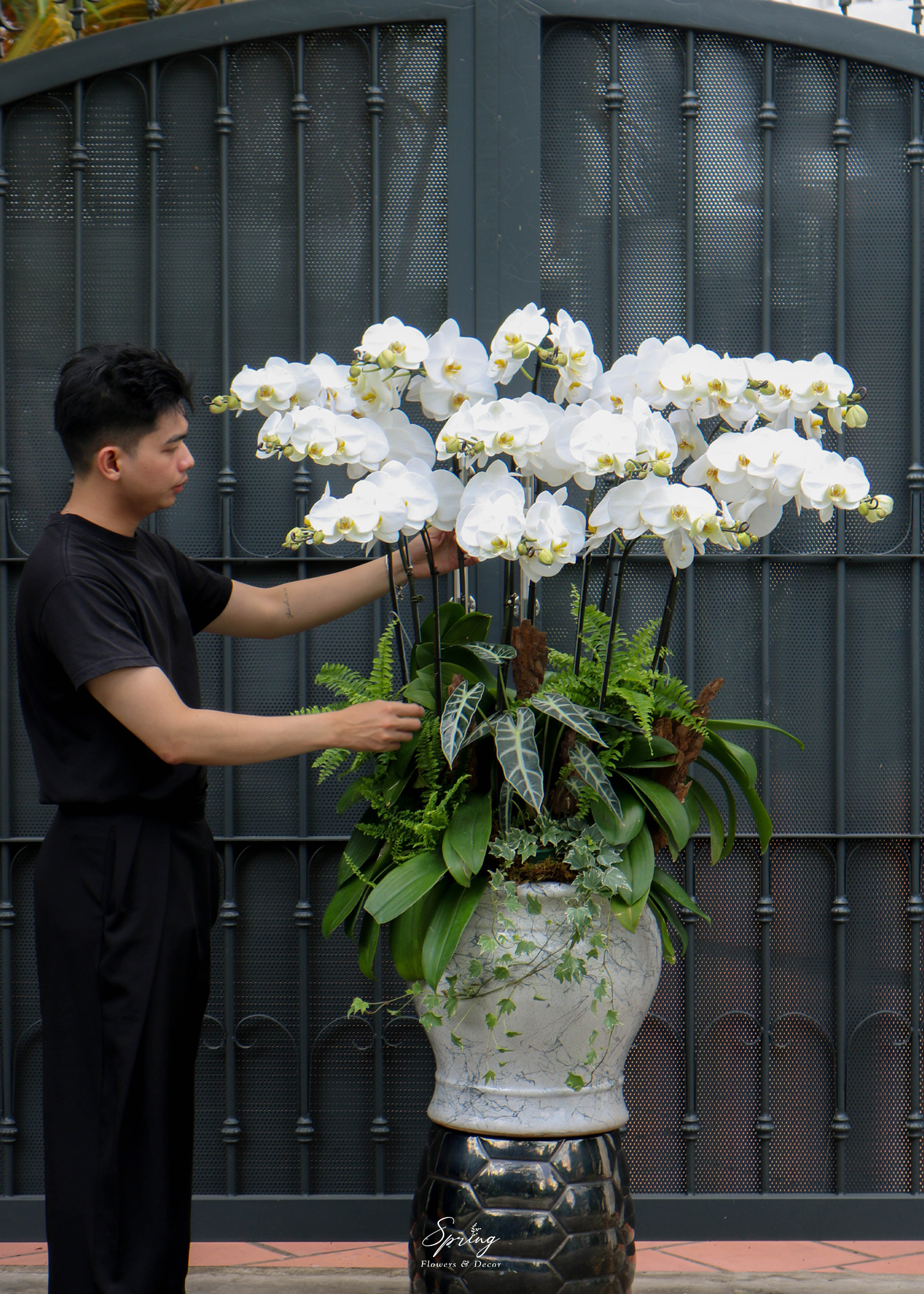 Phalaenopsis orchid OR-0988 - Image 5