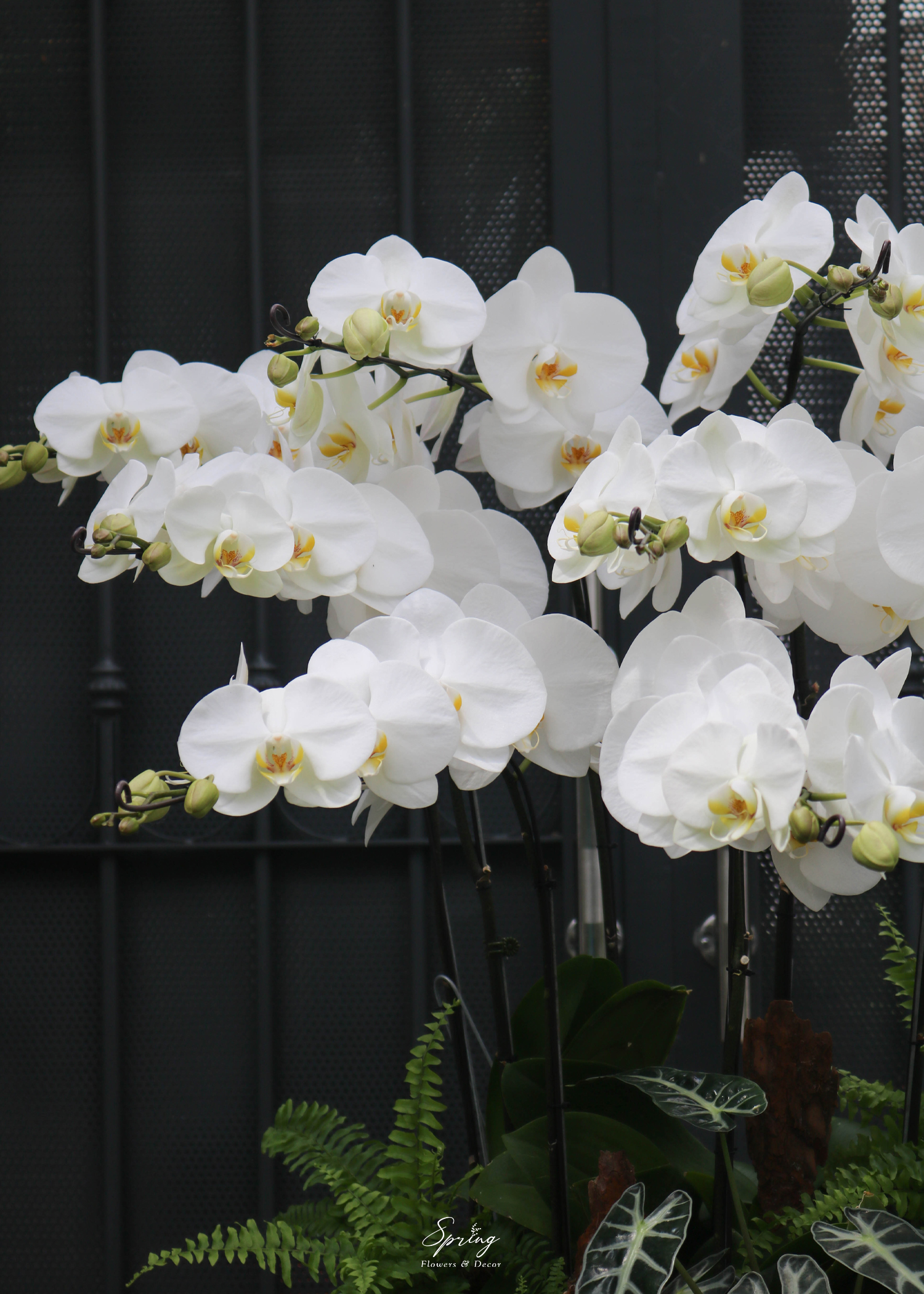 Phalaenopsis orchid OR-0988 - Image 2