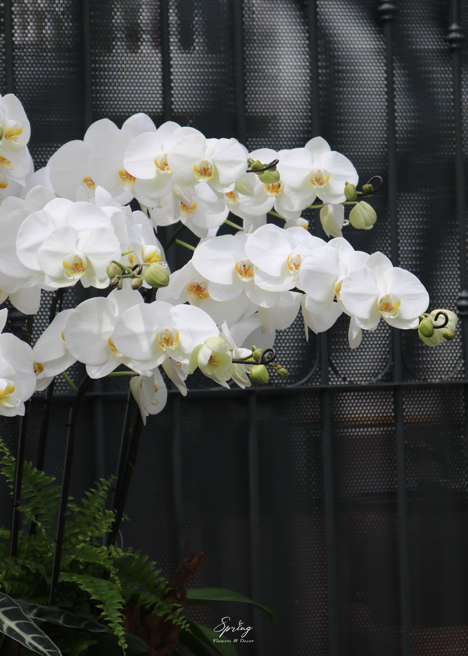 Phalaenopsis orchid OR-0988 - Image 4