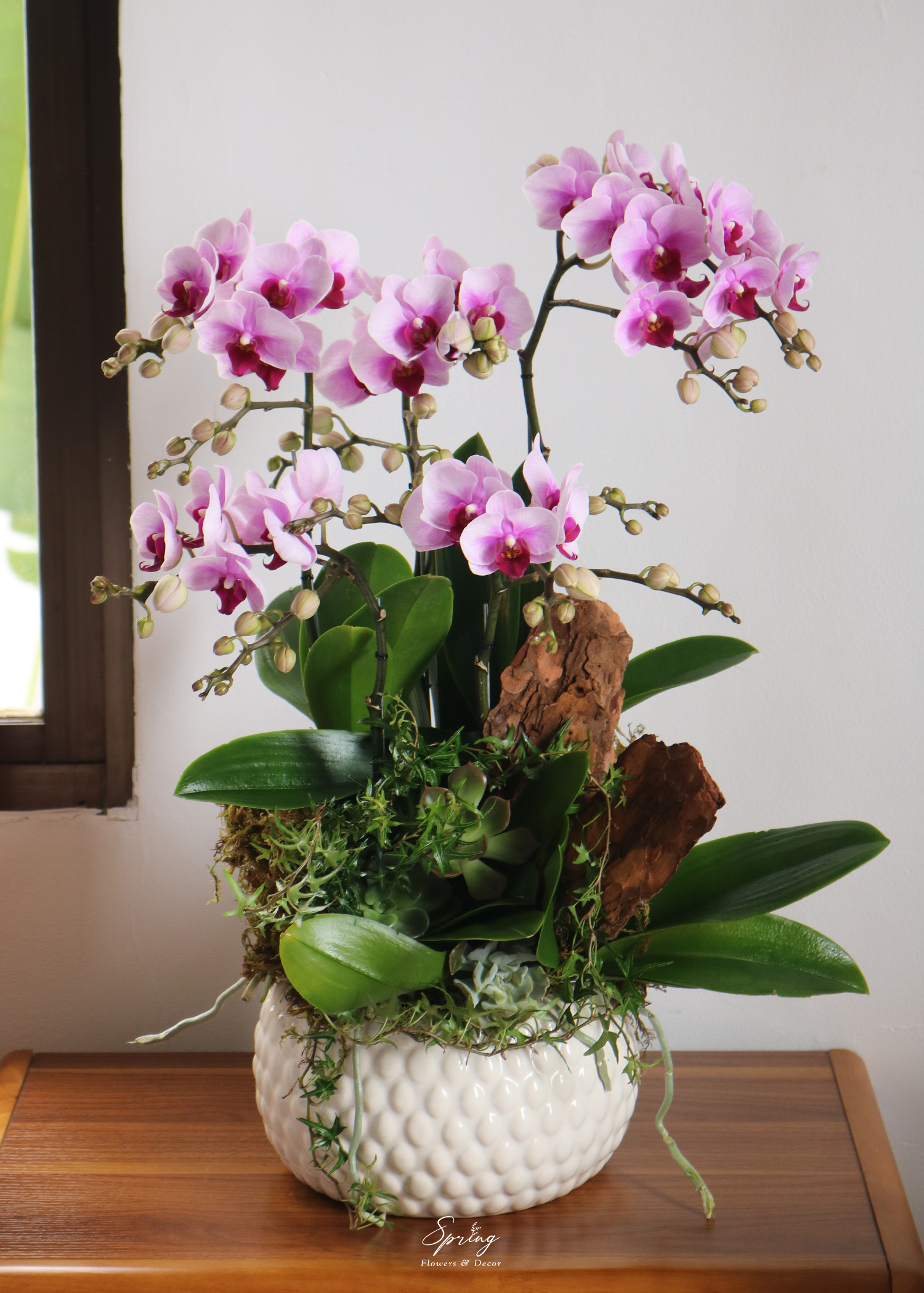 Phalaenopsis orchid OR-0989