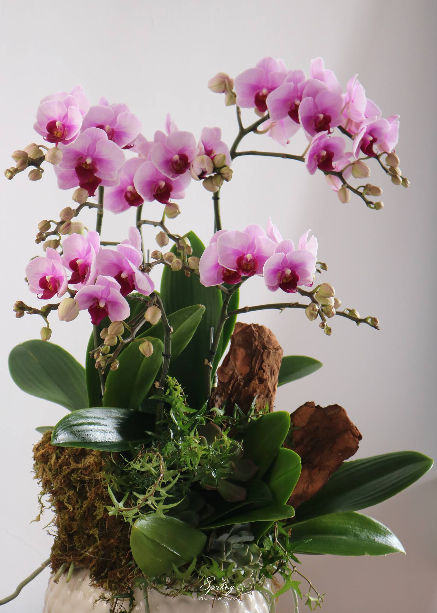 Phalaenopsis orchid OR-0989 - Image 2