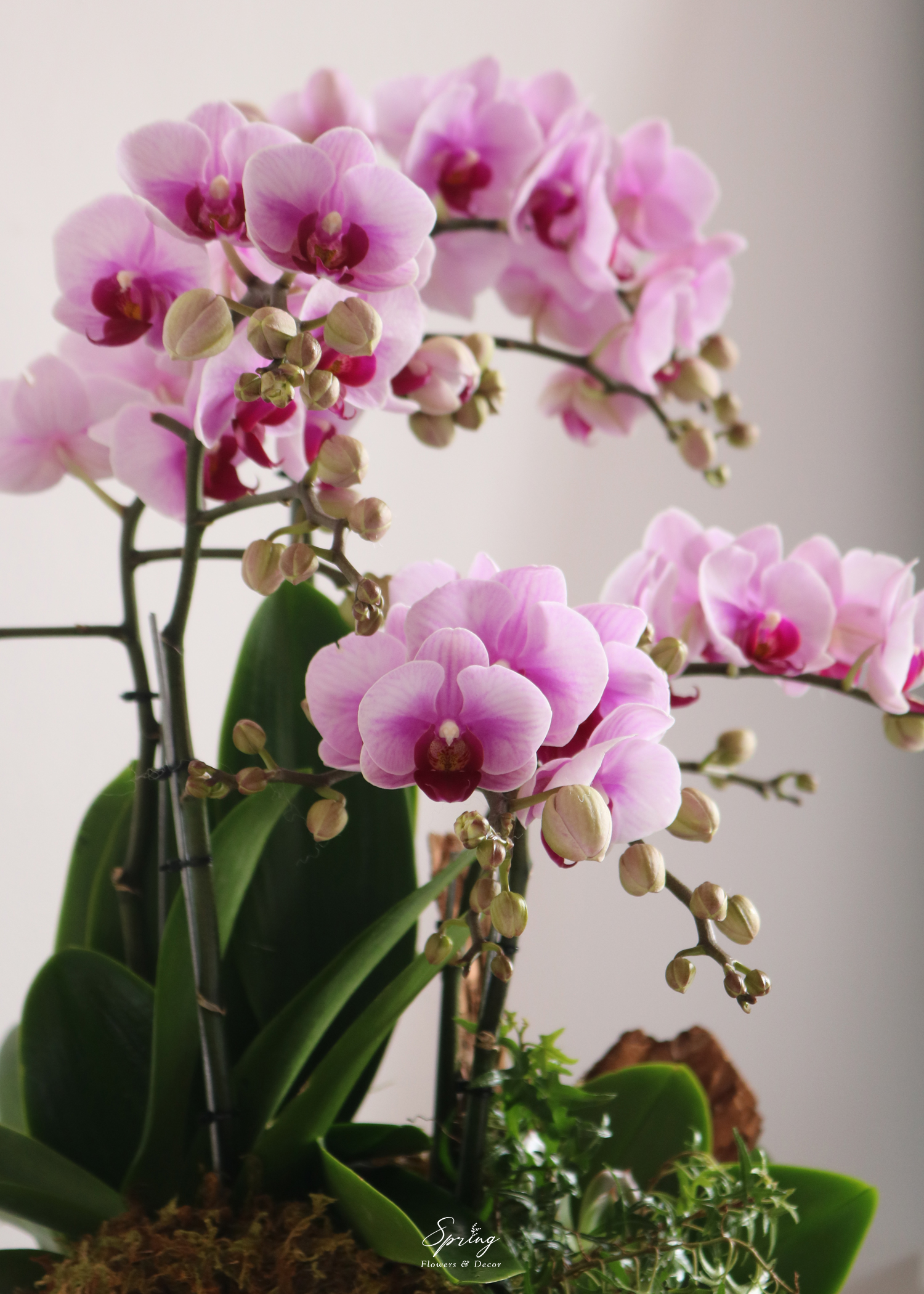 Phalaenopsis orchid OR-0989 - Image 3
