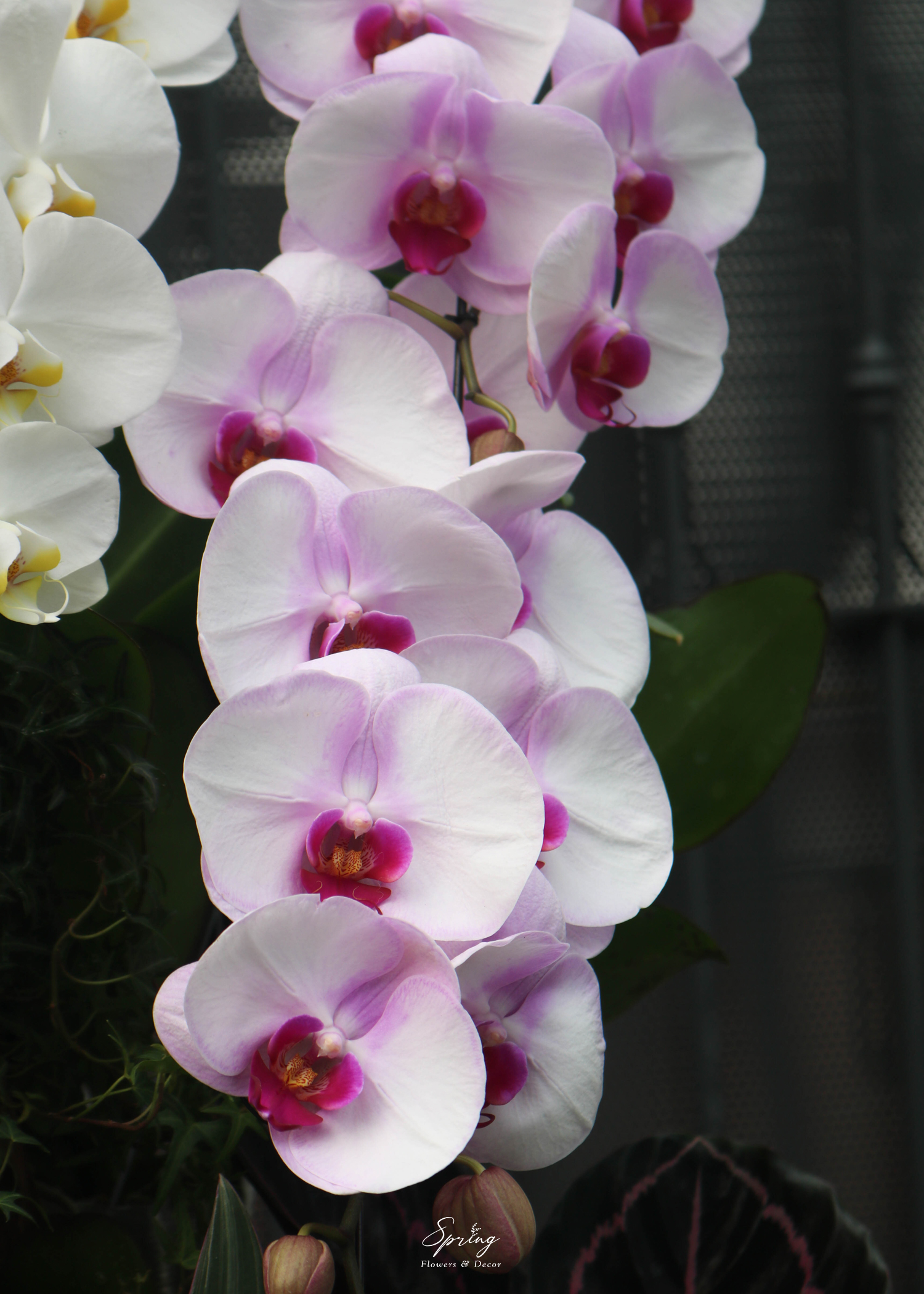 Hoa lan hồ điệp OR-0990 - Image 2