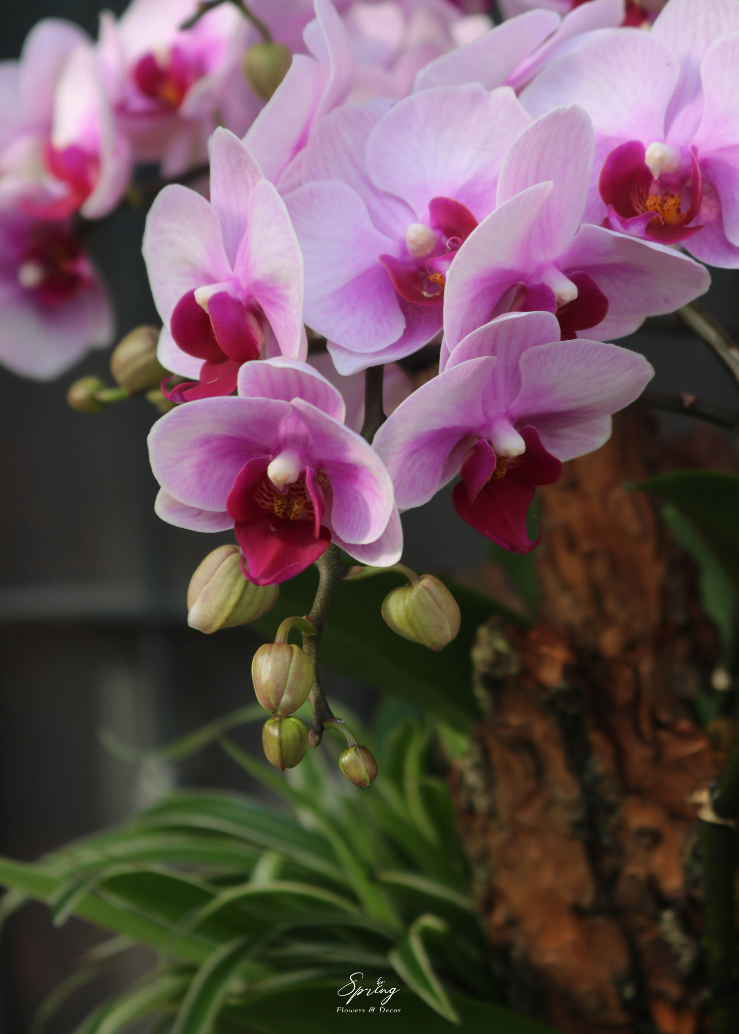 Hoa lan hồ điệp OR-0991 - Image 3
